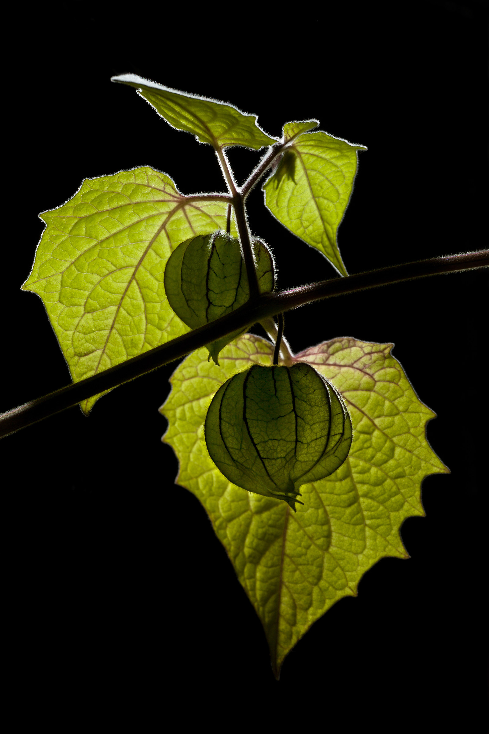 controluce (alchechengi)