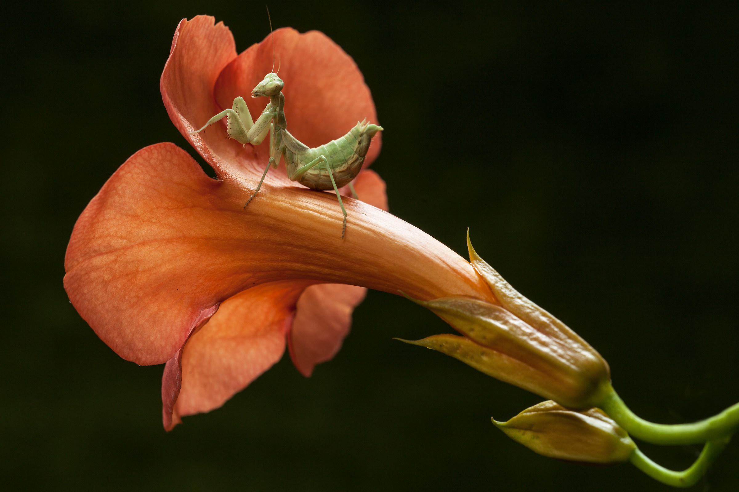 hameles spallanzania