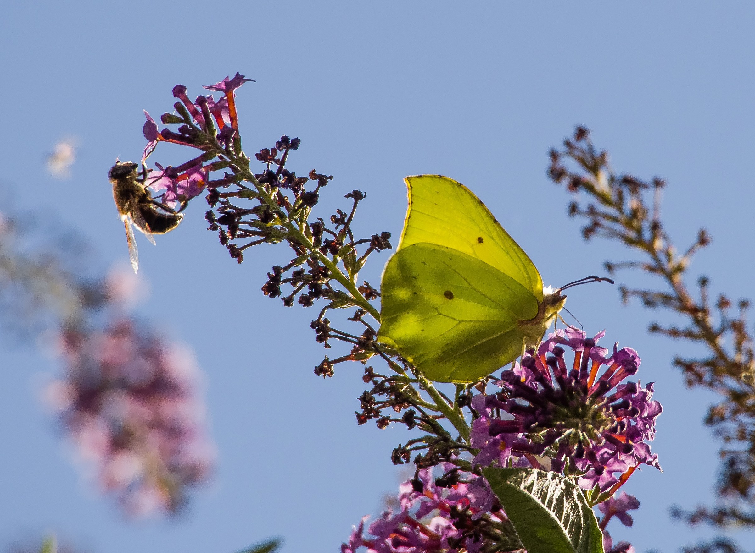 Gli abitanti del mio albero delle farfalle 1