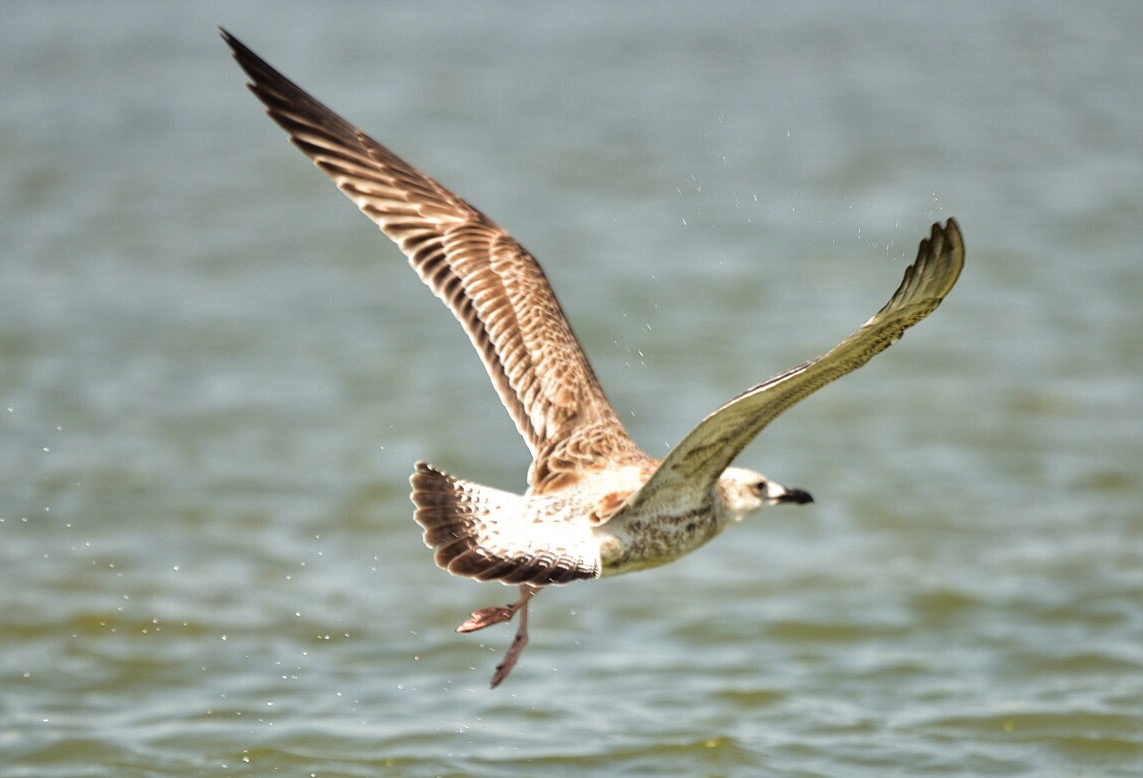 gabbiano di Delta Dunari