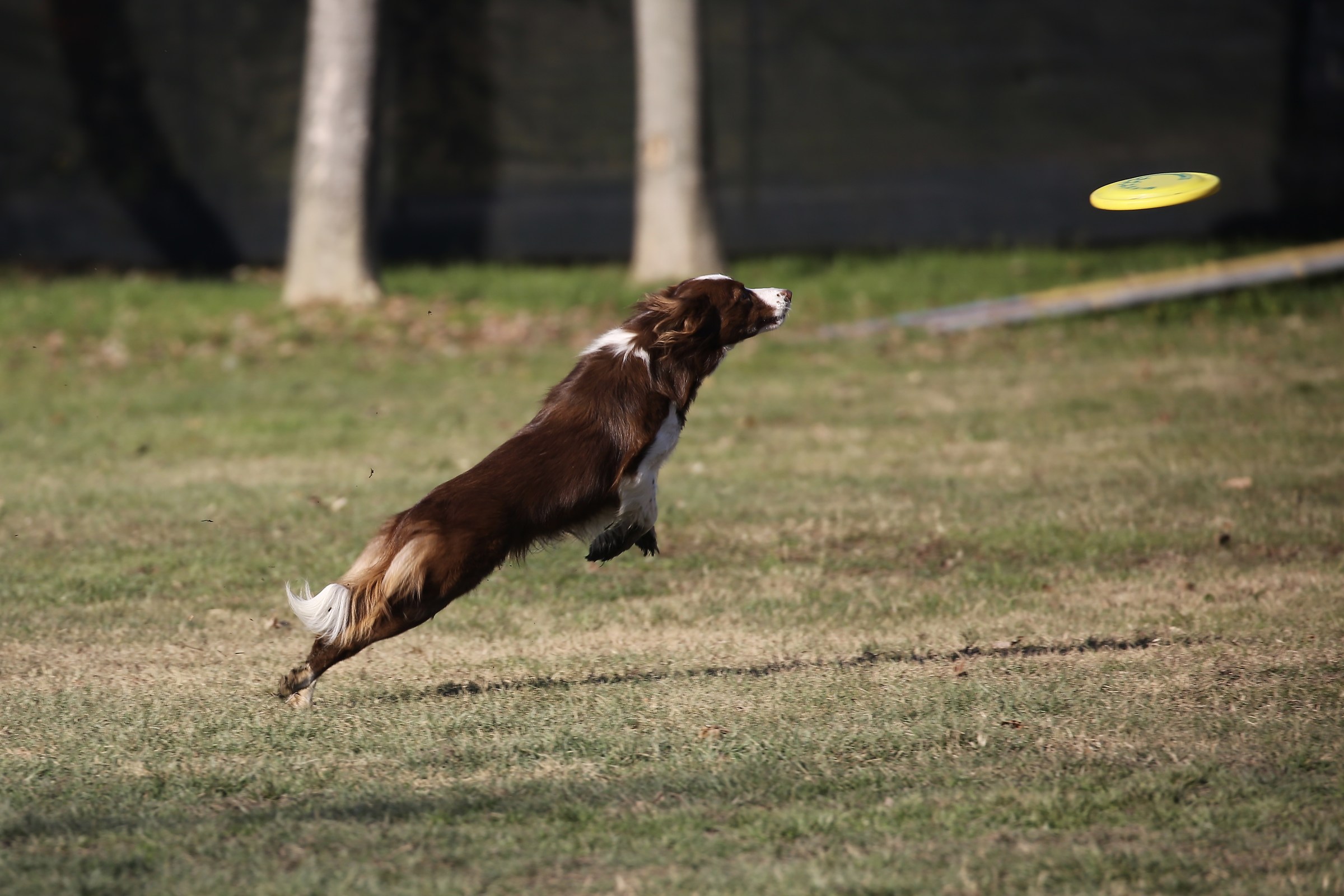 disc dog
