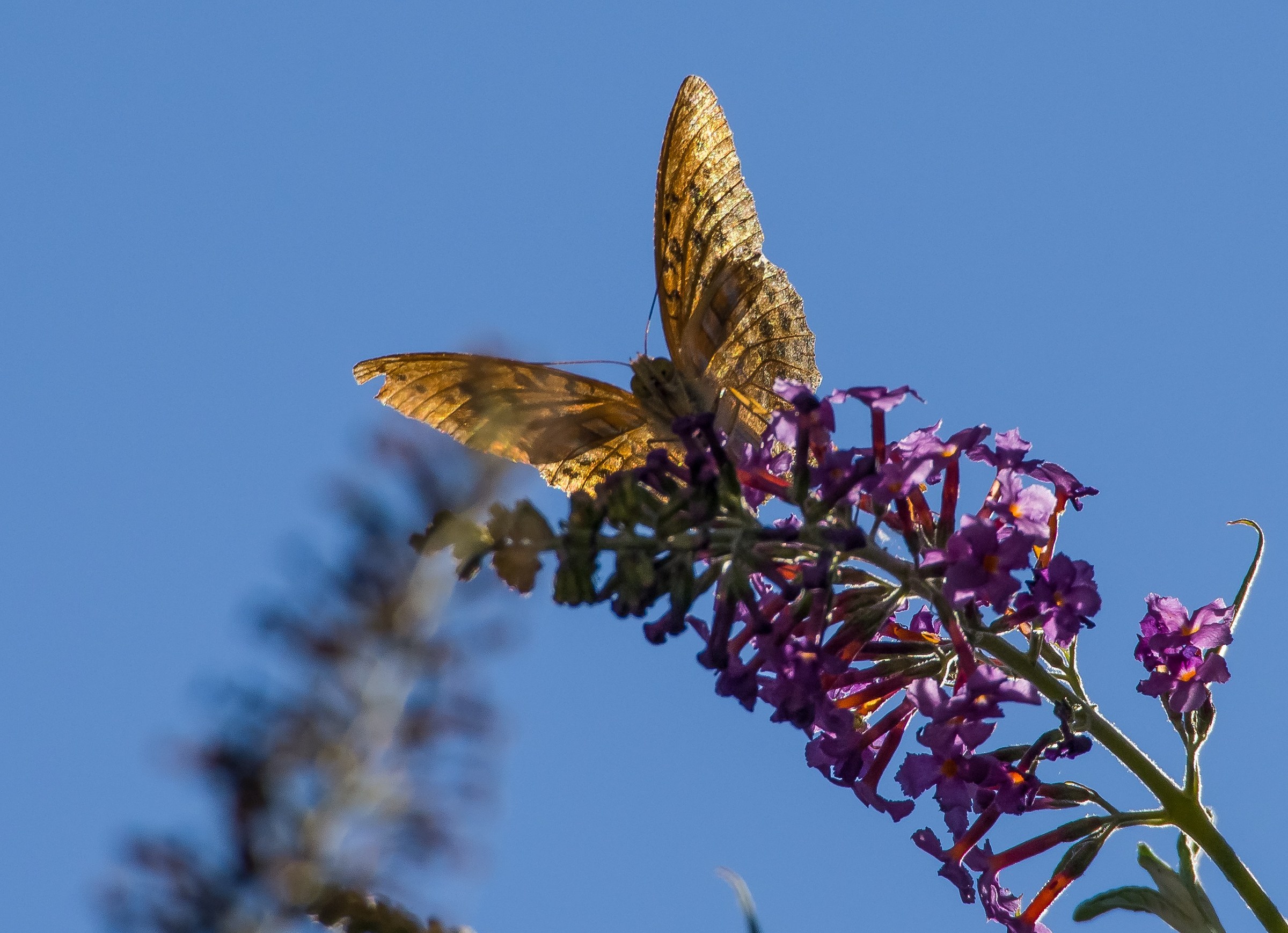 Gli abitanti del mio albero delle farfalle 3
