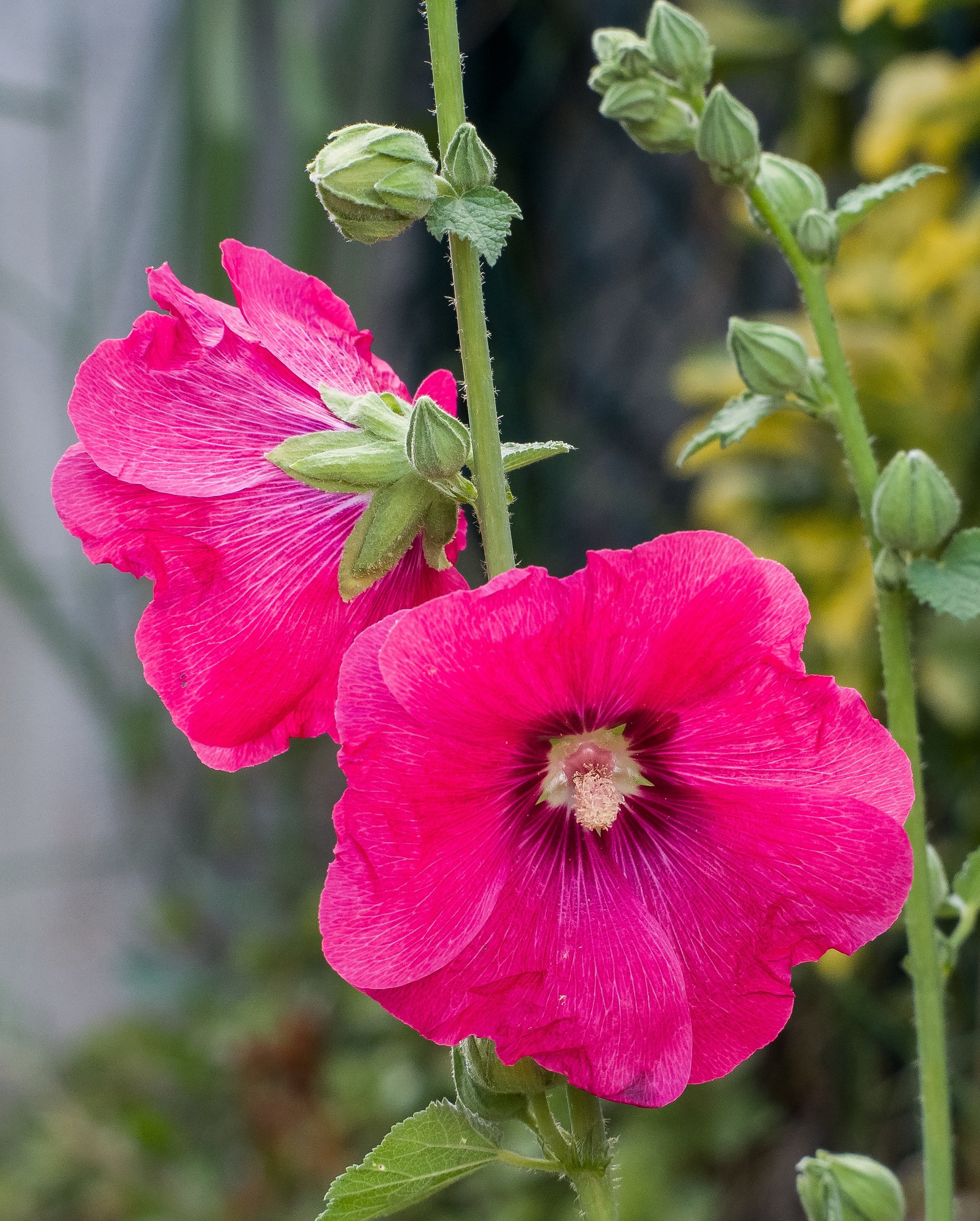 Fucsia e righe bianche