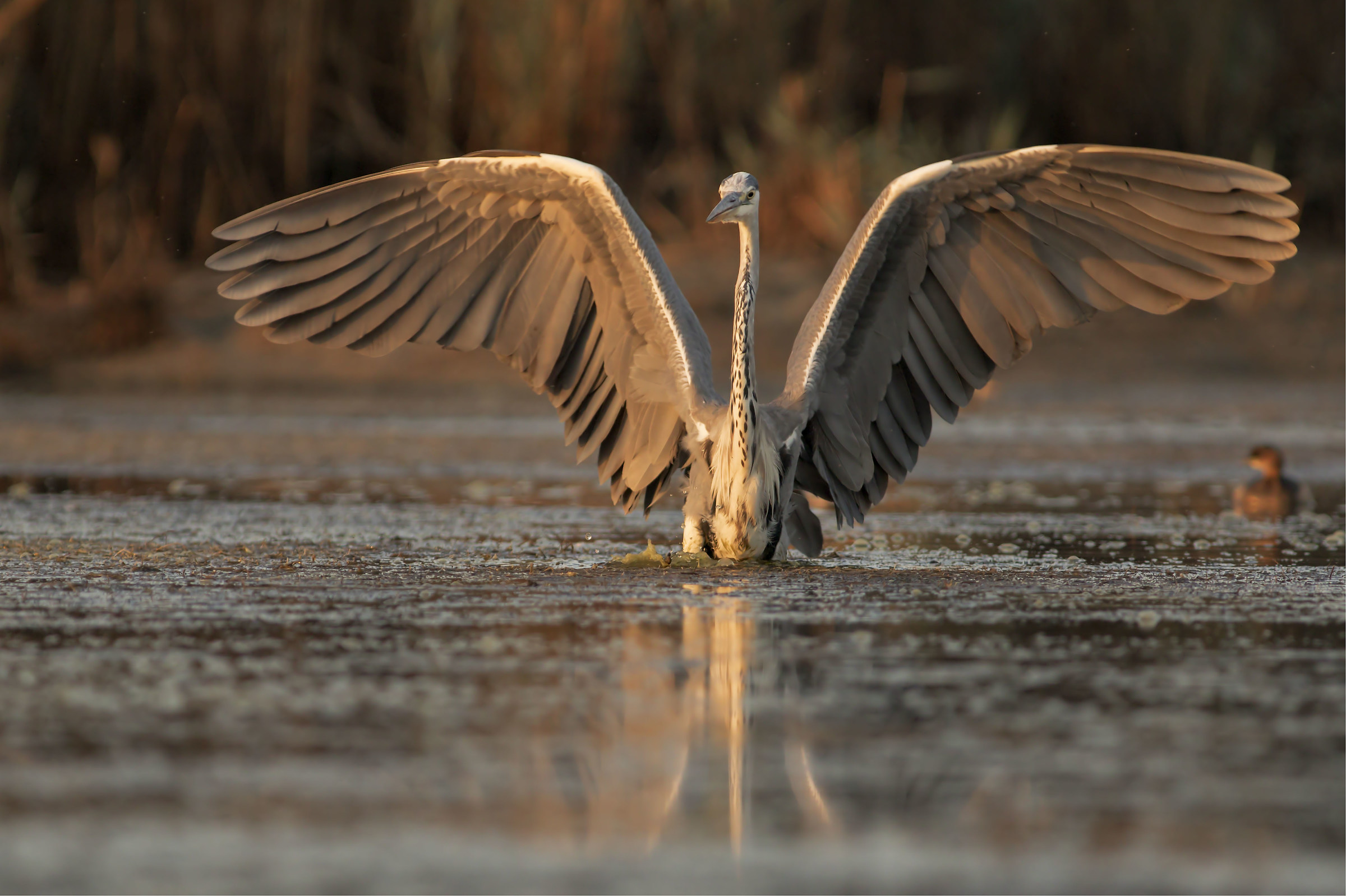 His Majesty the Heron