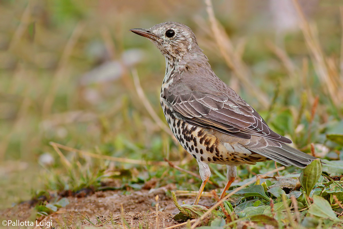 Tordela (Turdus viscivorus)