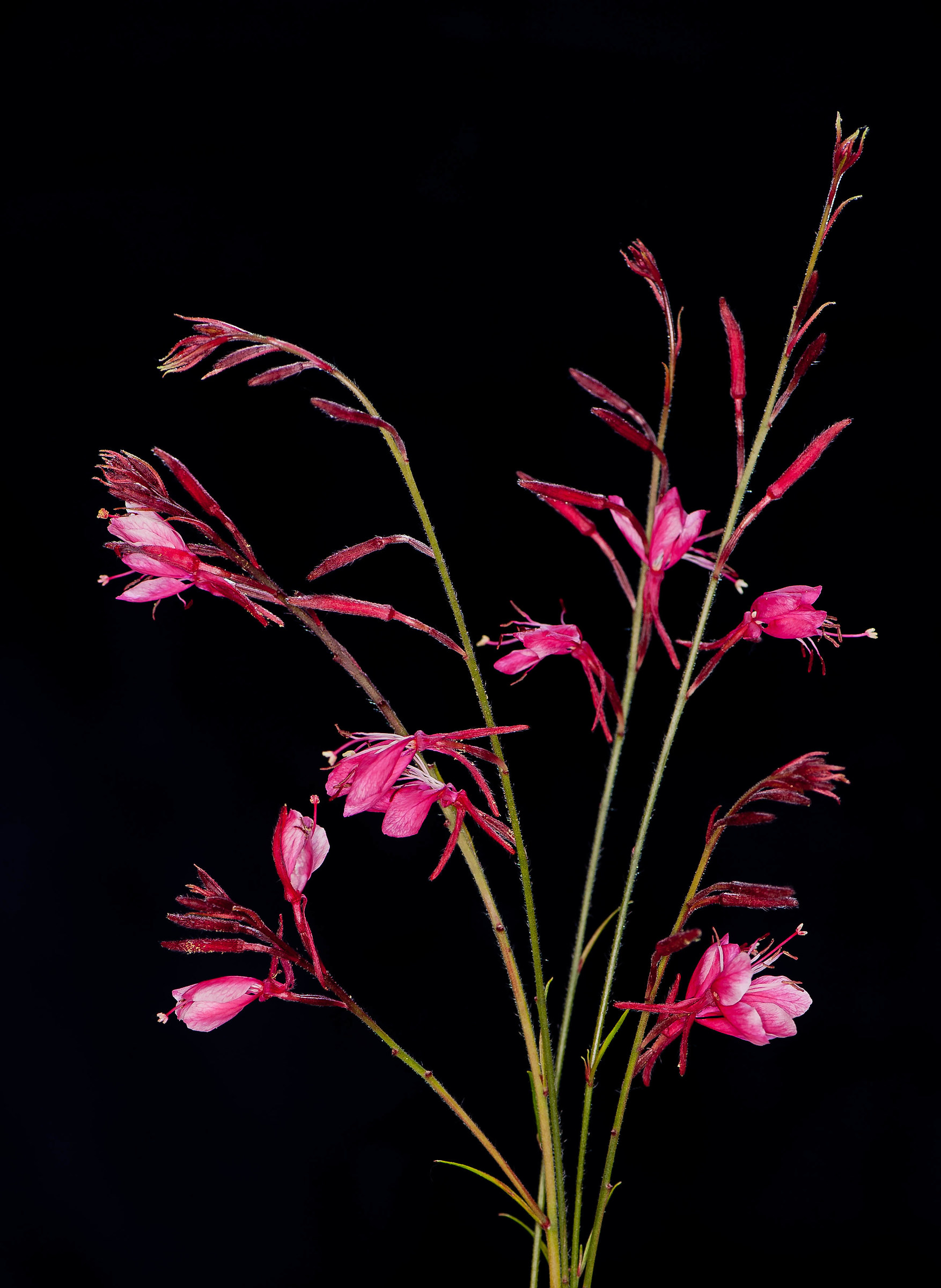 Gaura.