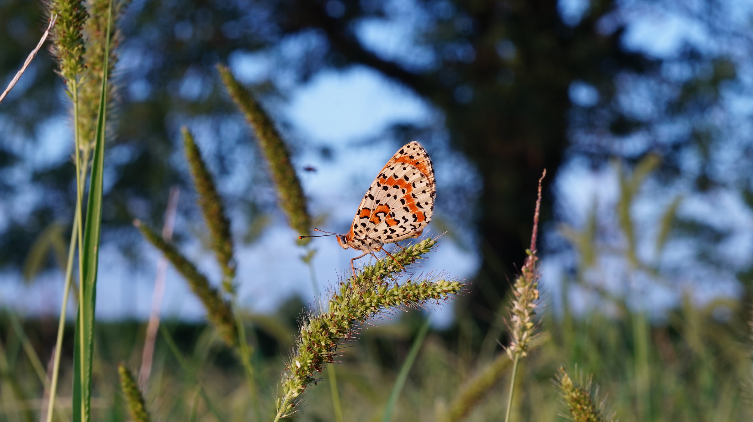 farfalla al tramonto
