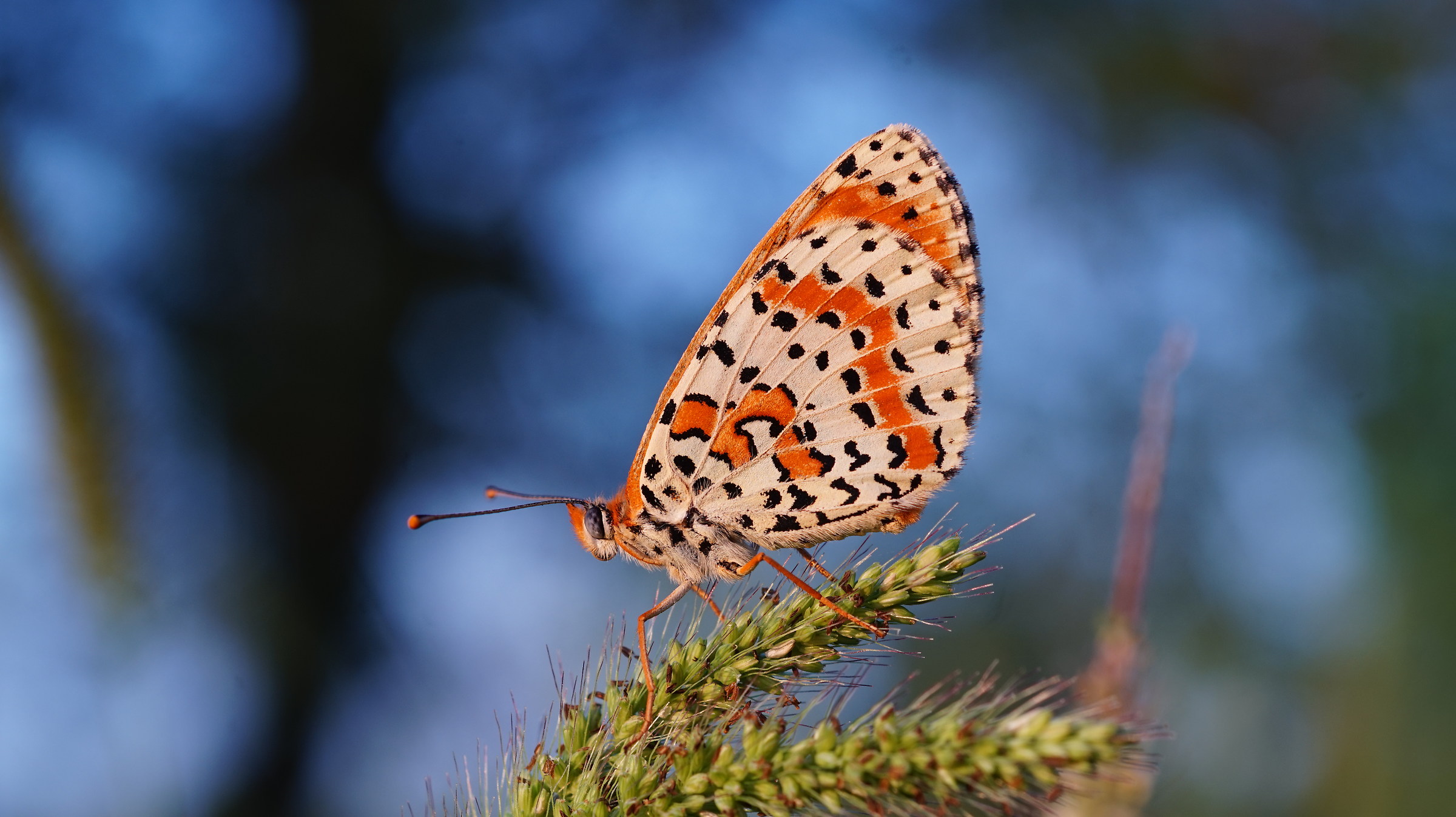 farfalla al tramonto