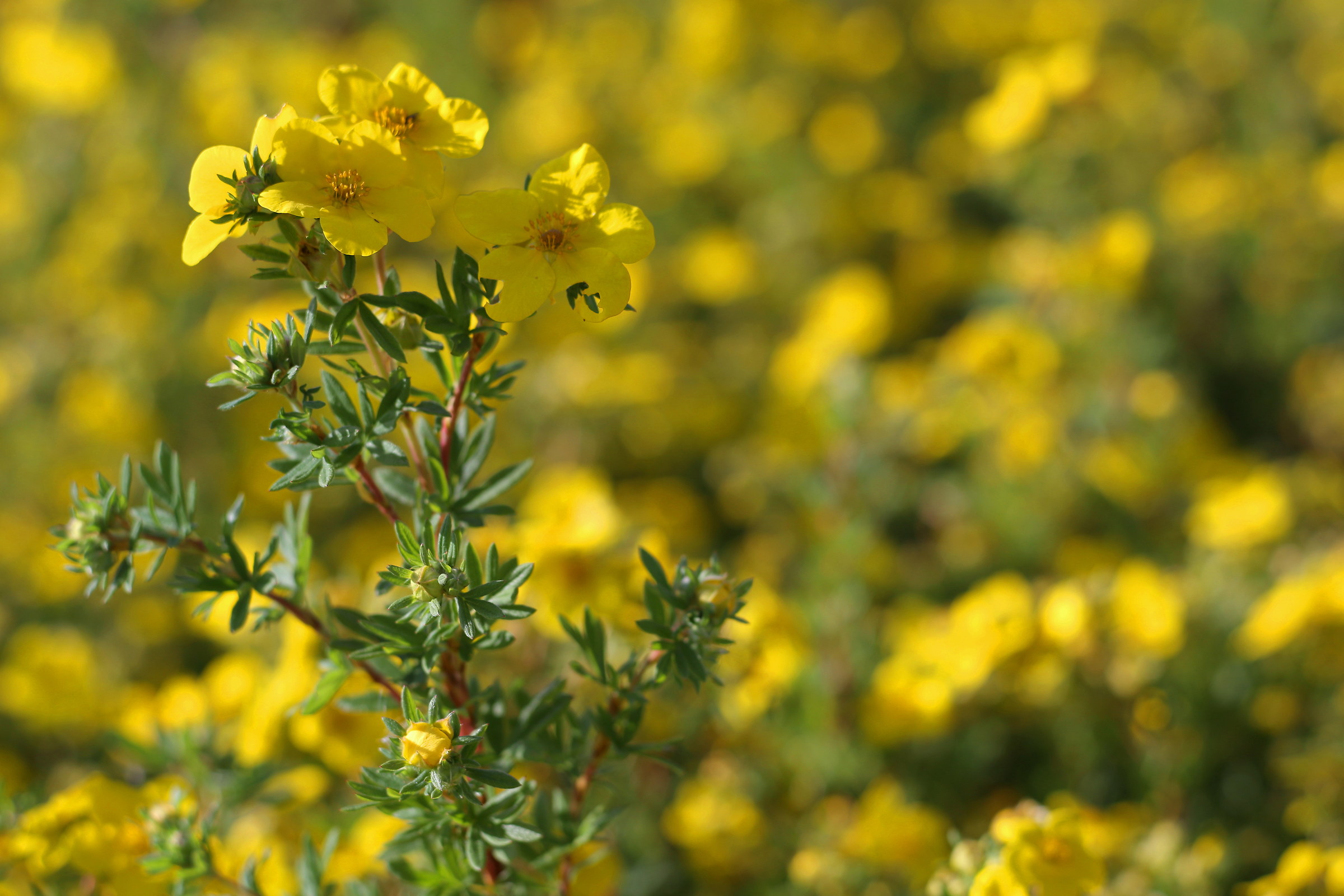 giallo