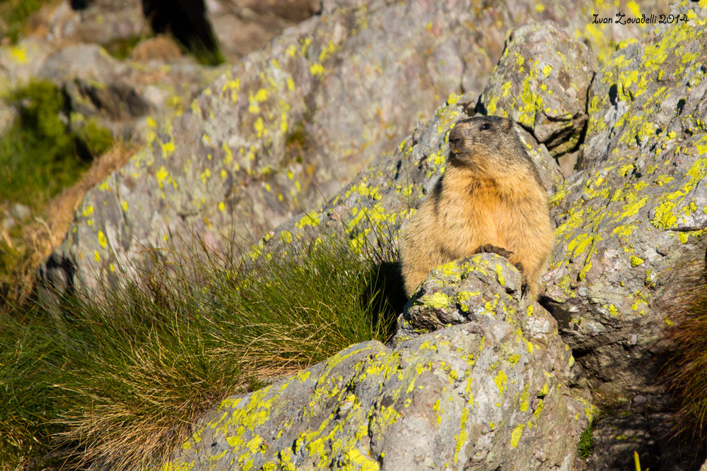 Marmot