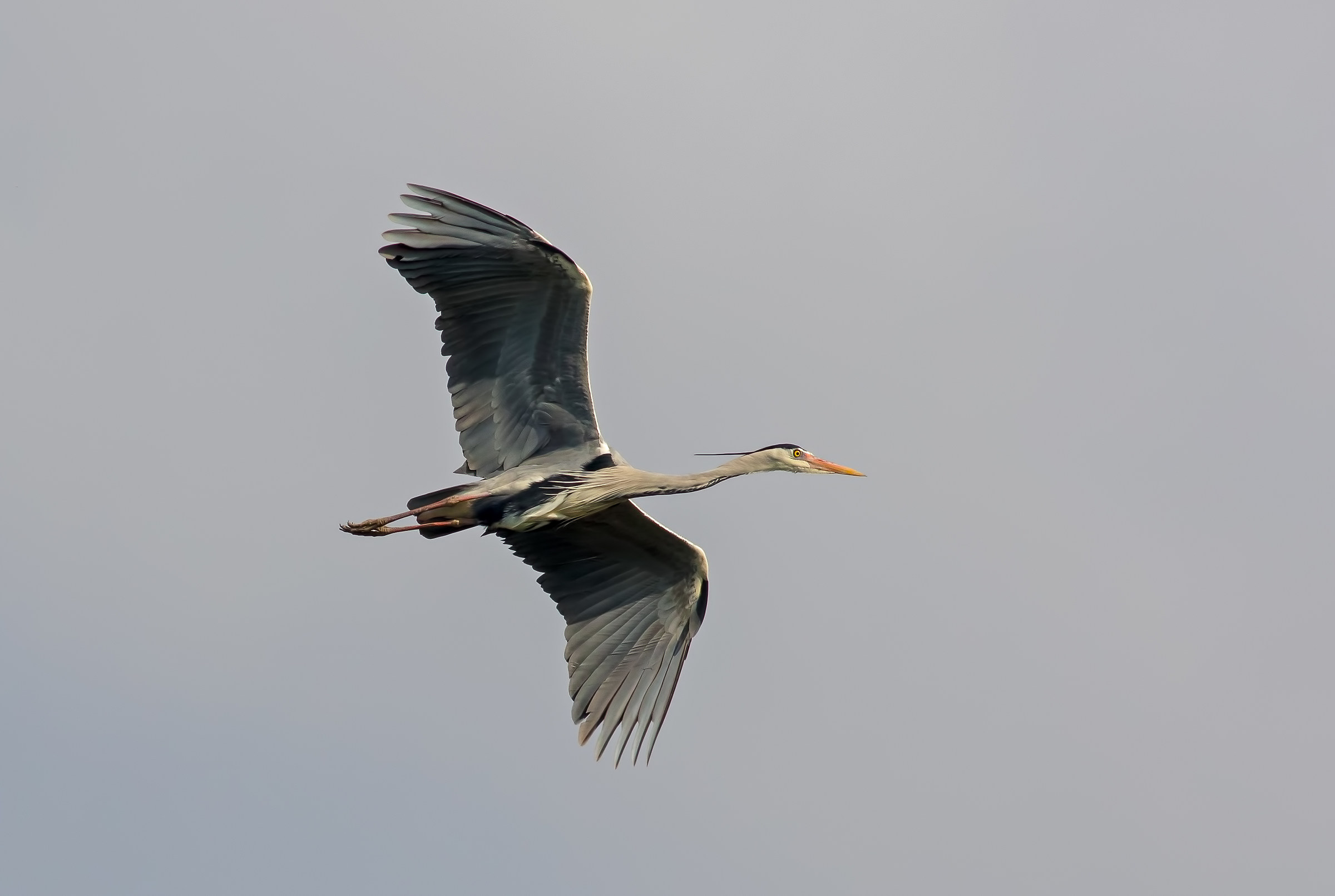 Grey Heron.