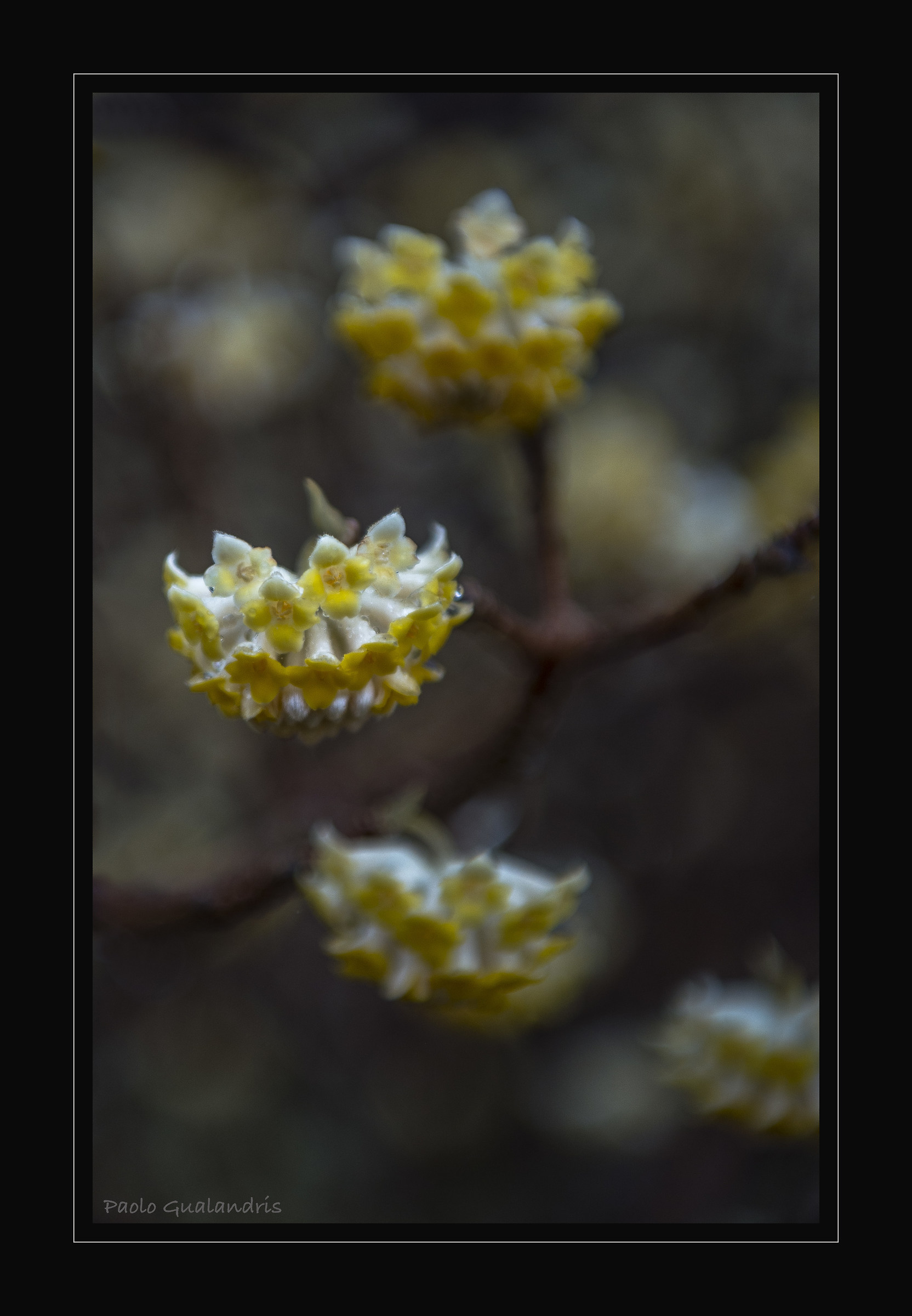 Piccolo Fiore Giallo....