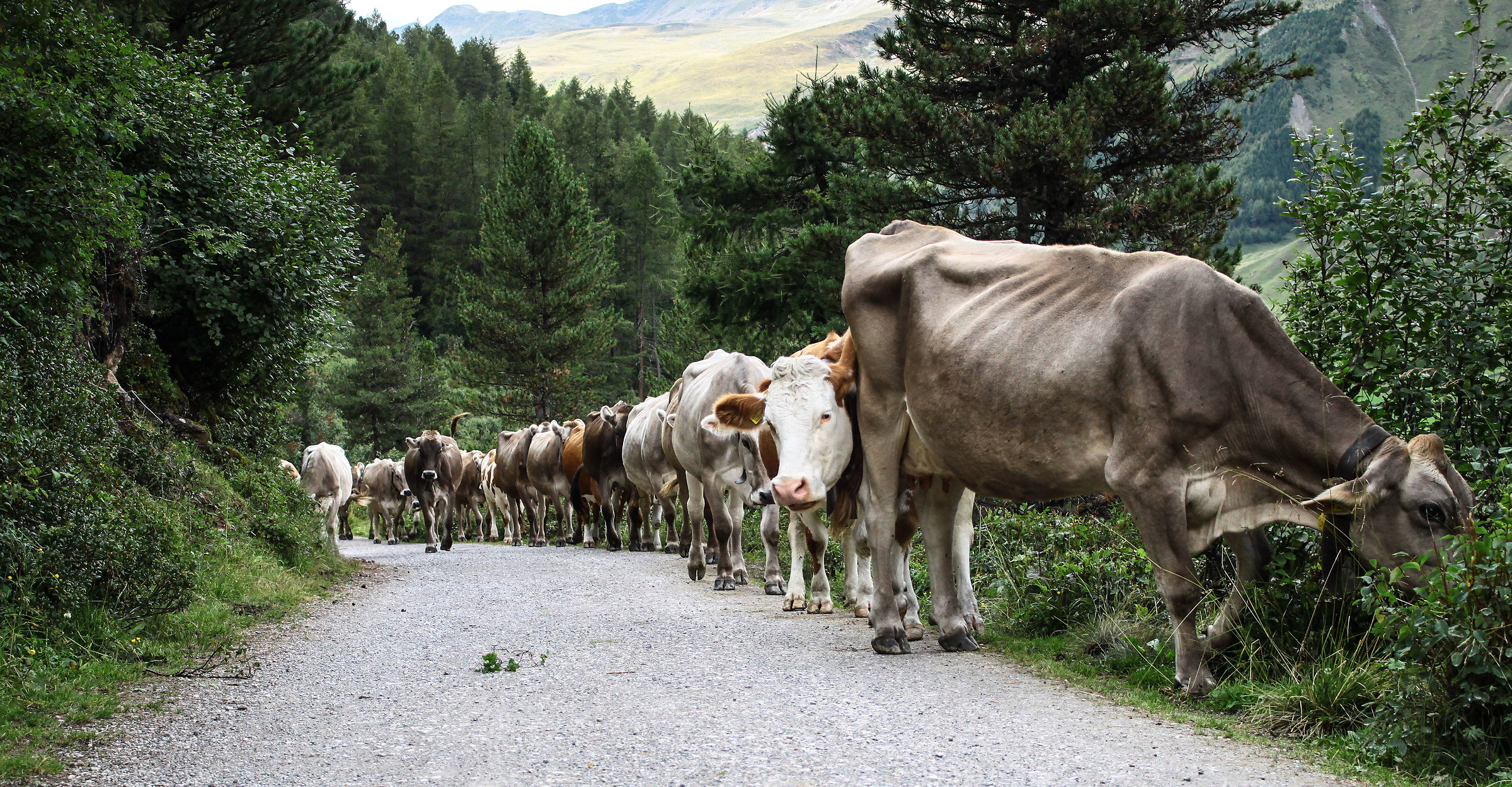 One look from behind