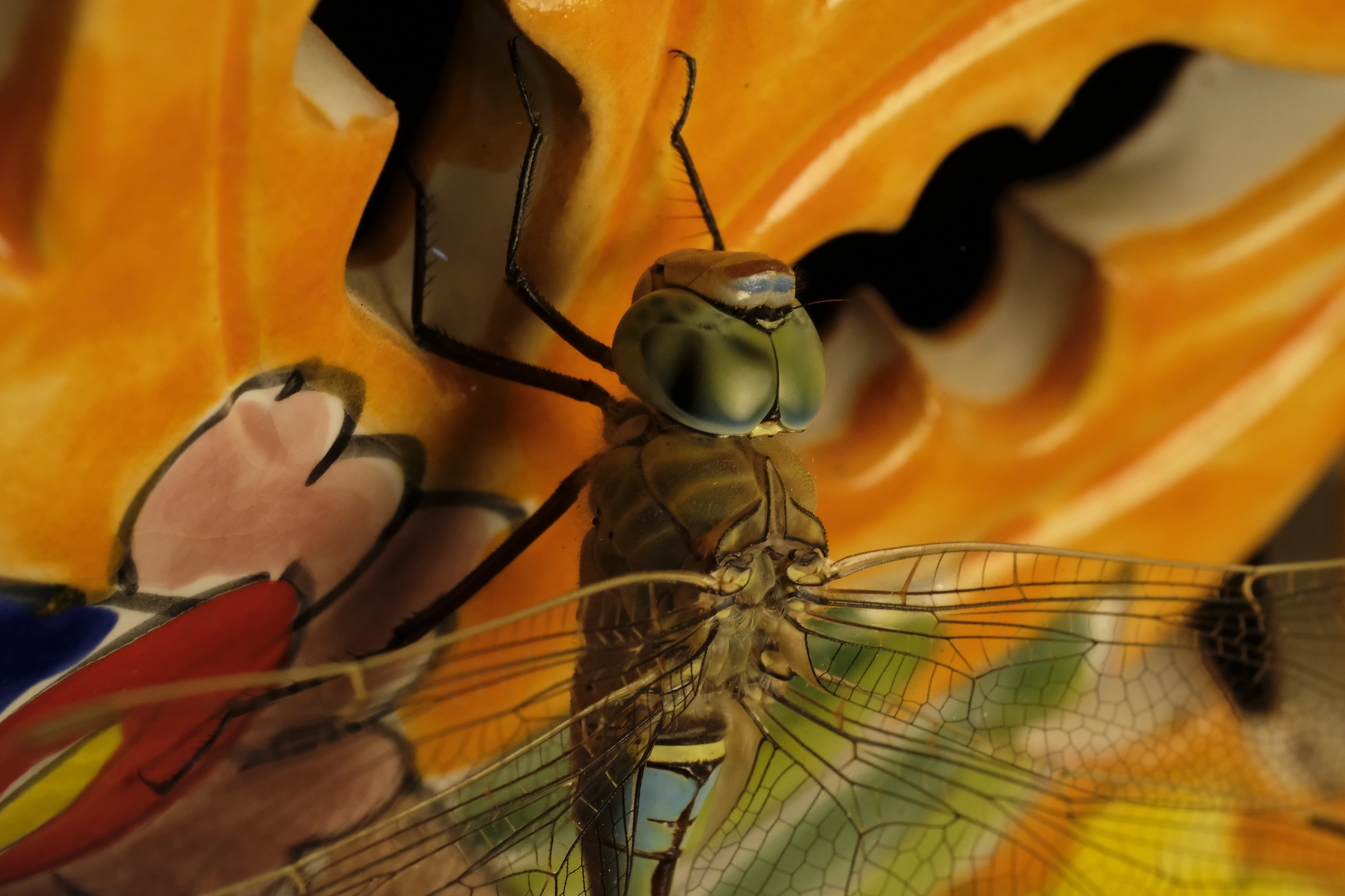 libellula sul lampadario