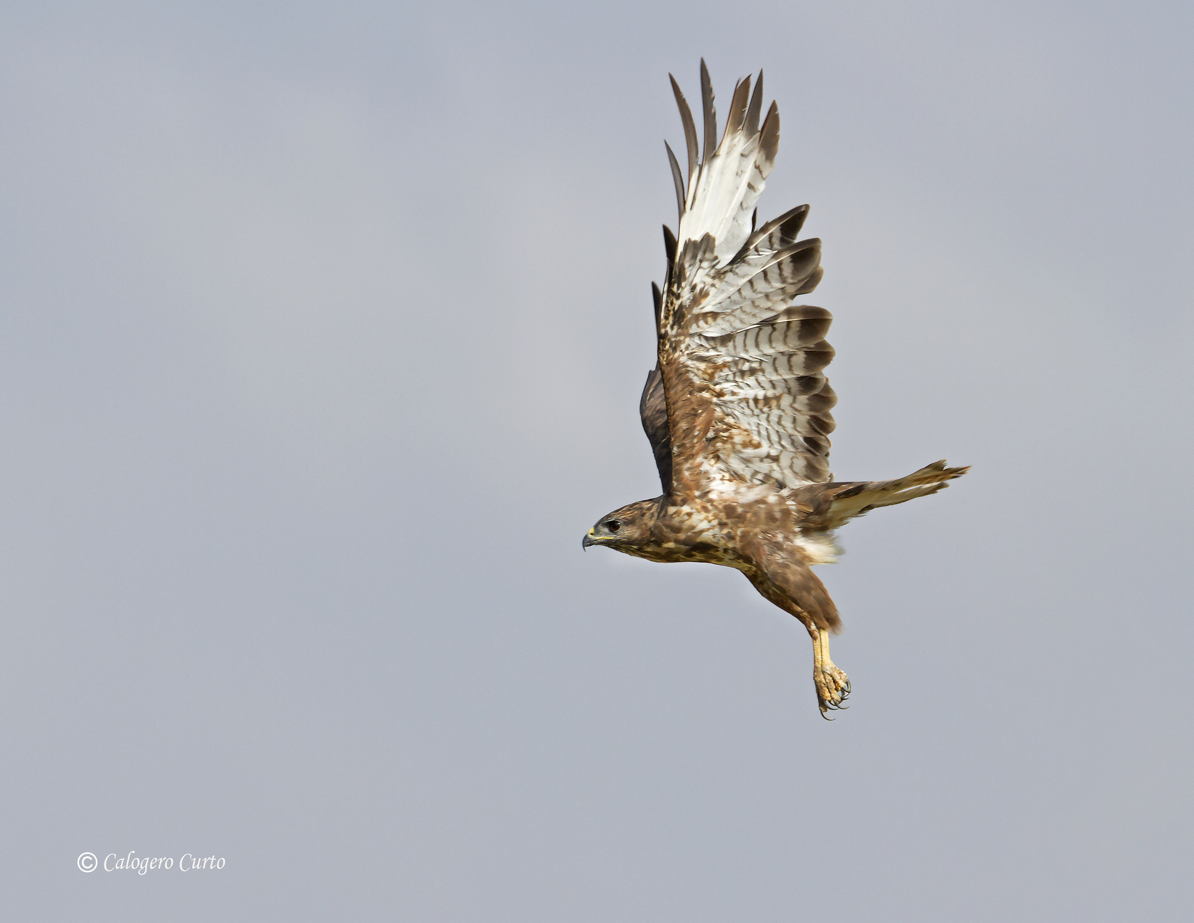 Buzzard