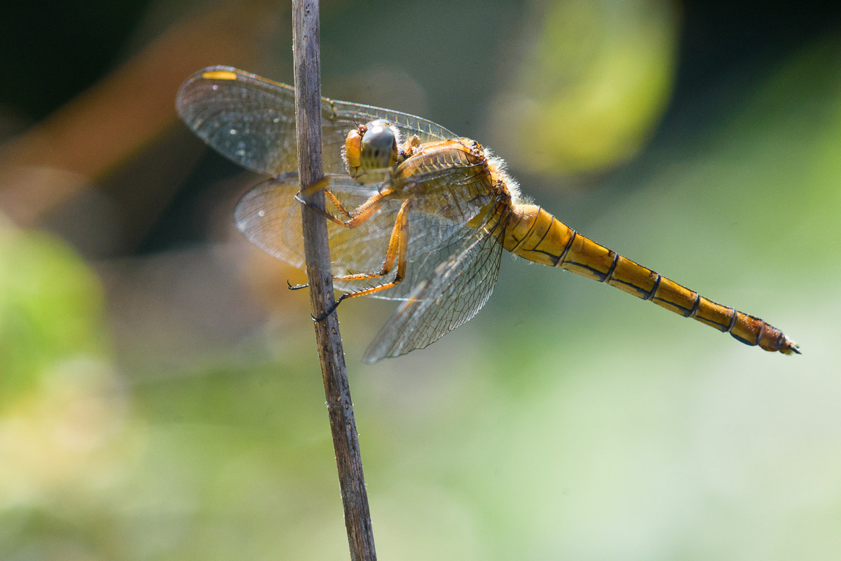 Orthetrum coerulescens