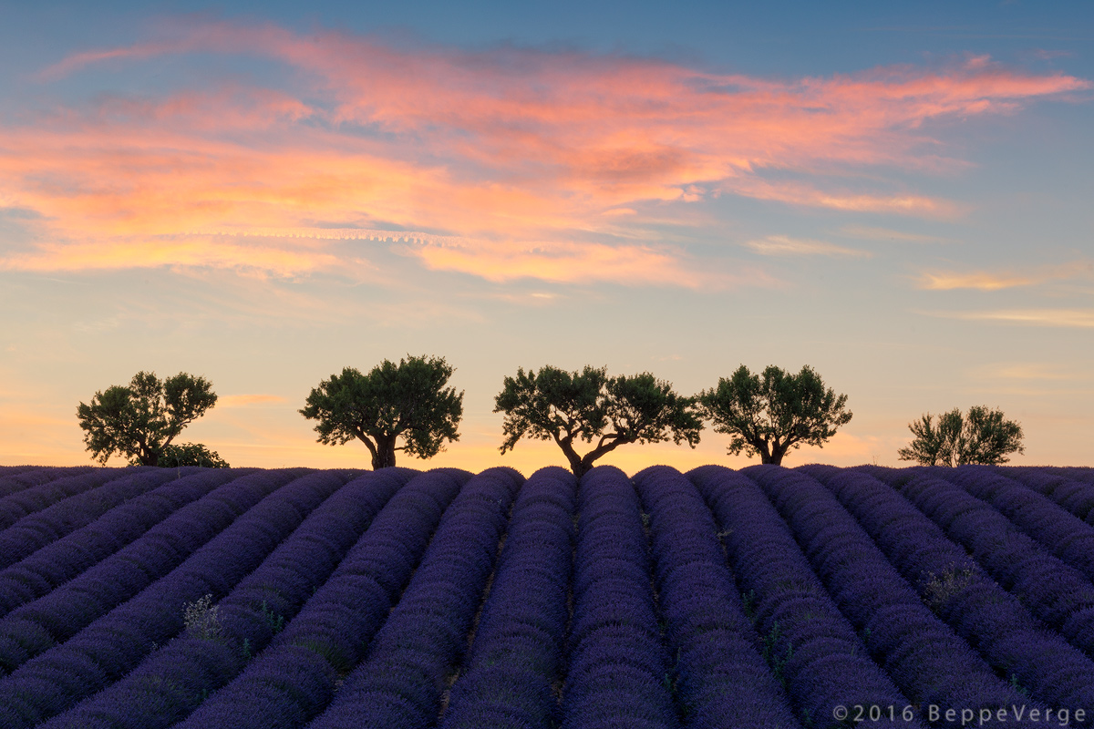 Valensole