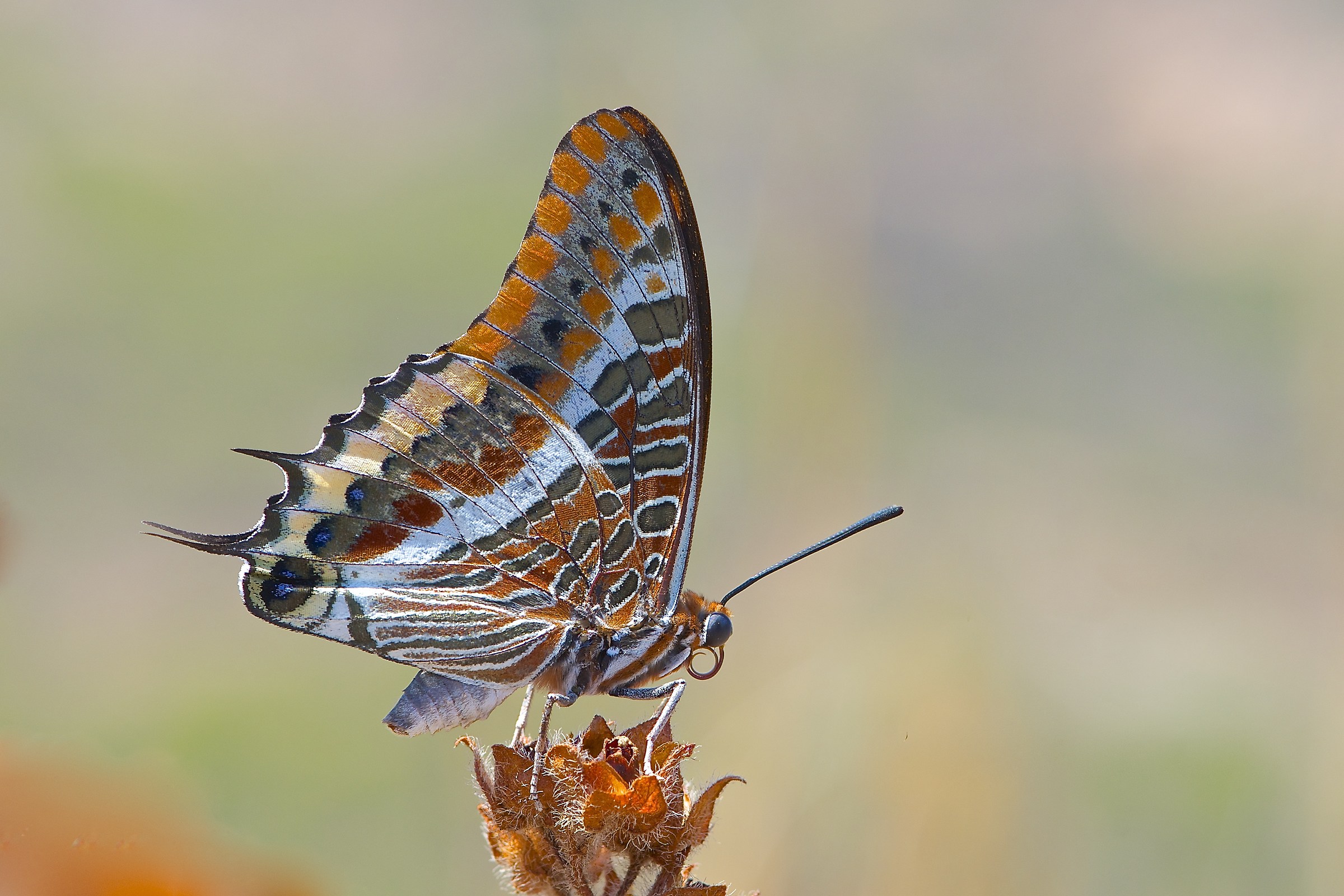 Charaxes jasius su cisto