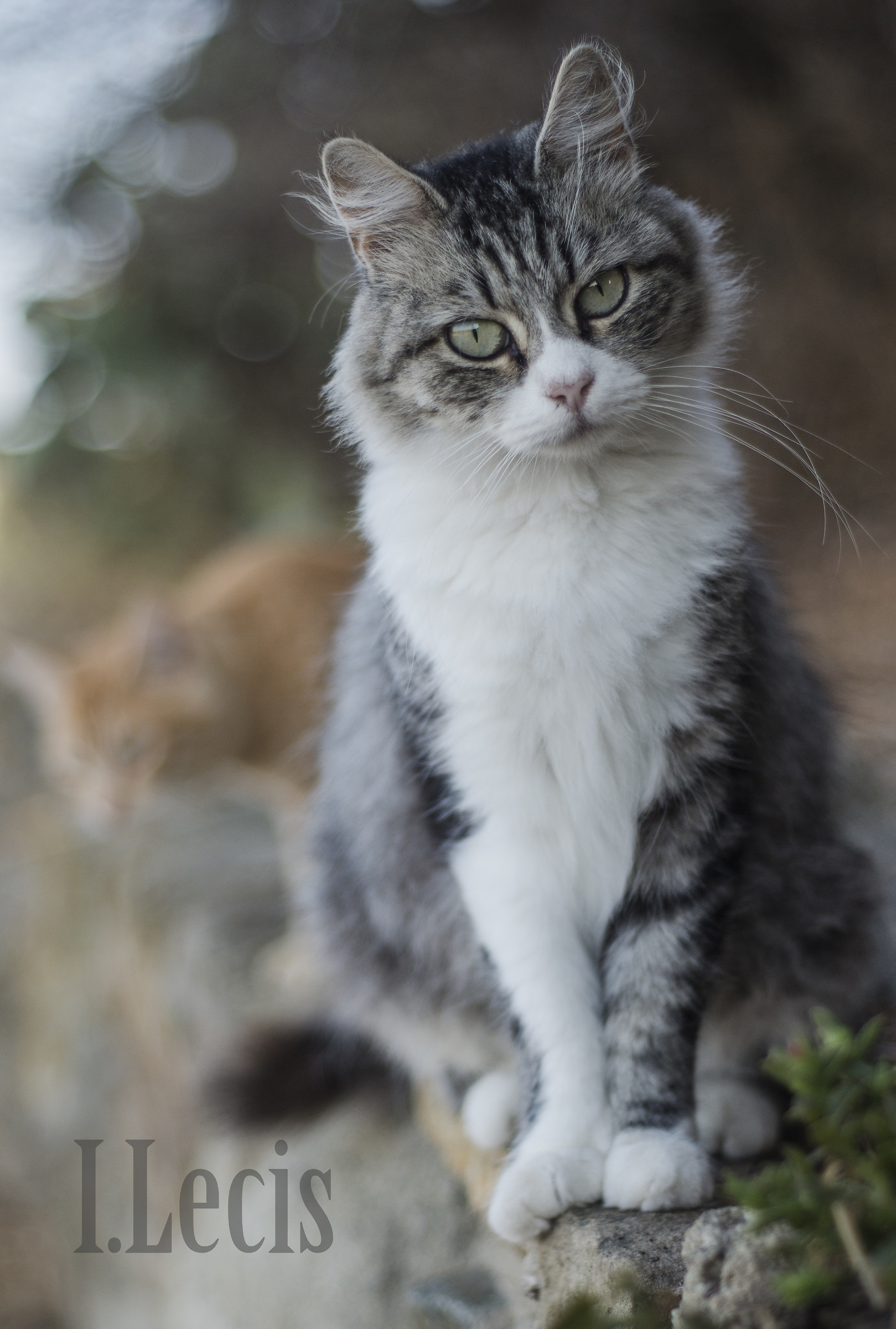 we can do it? cuckoo