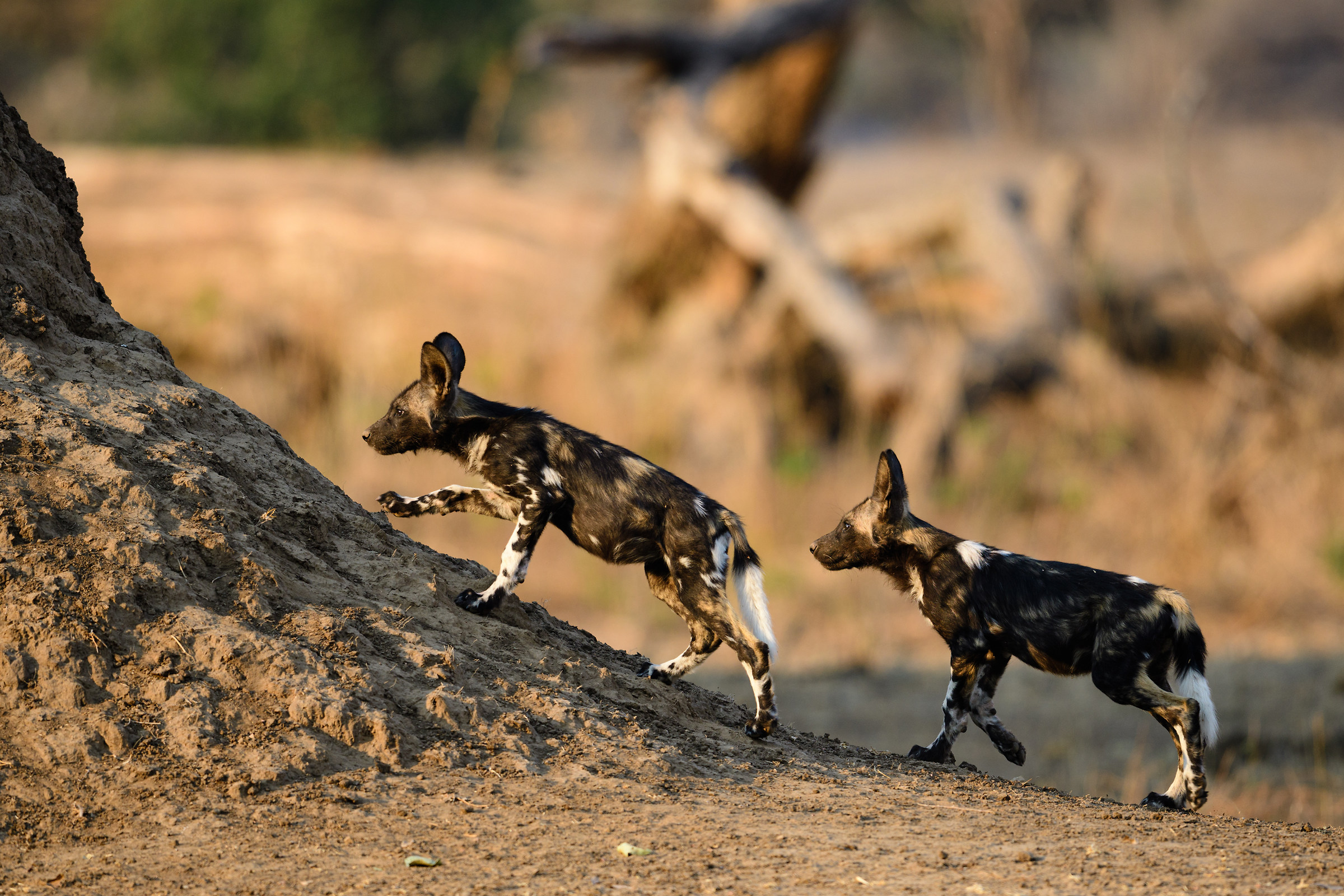 Dai, vieni con me...