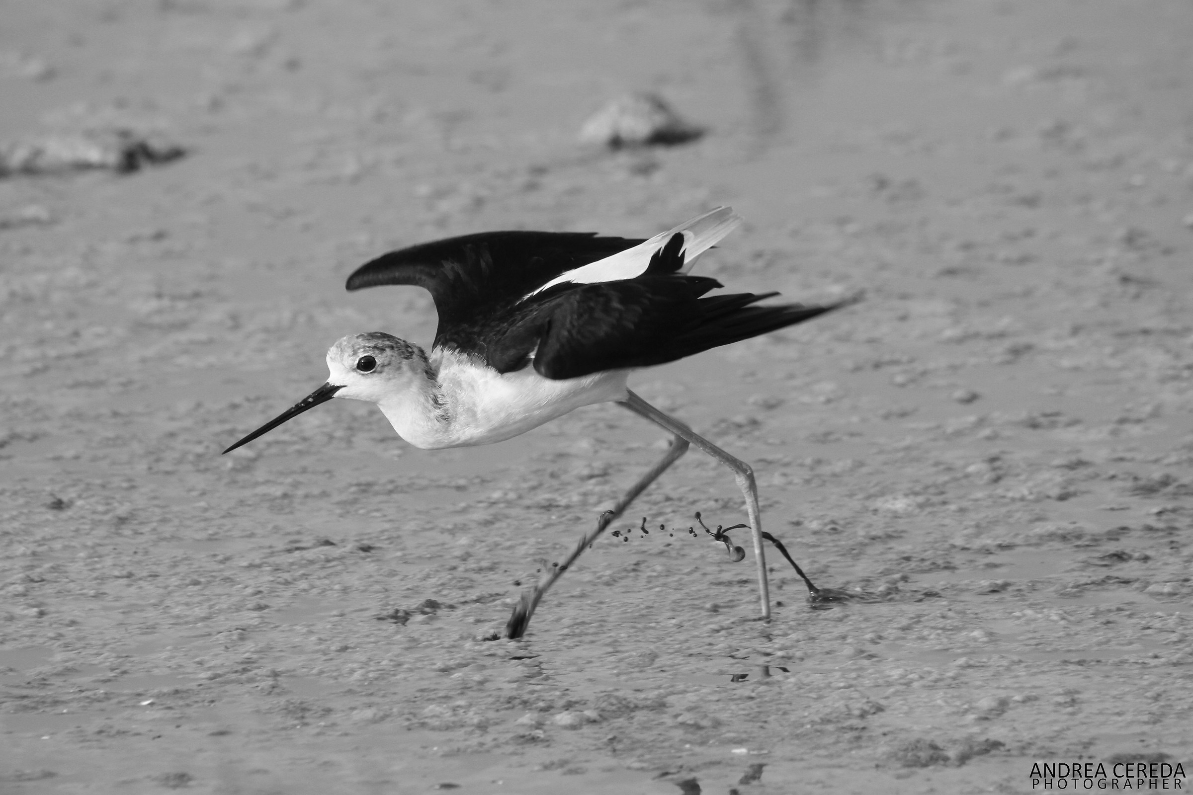 Himantopus himantopus - Cavaliere d'Italia