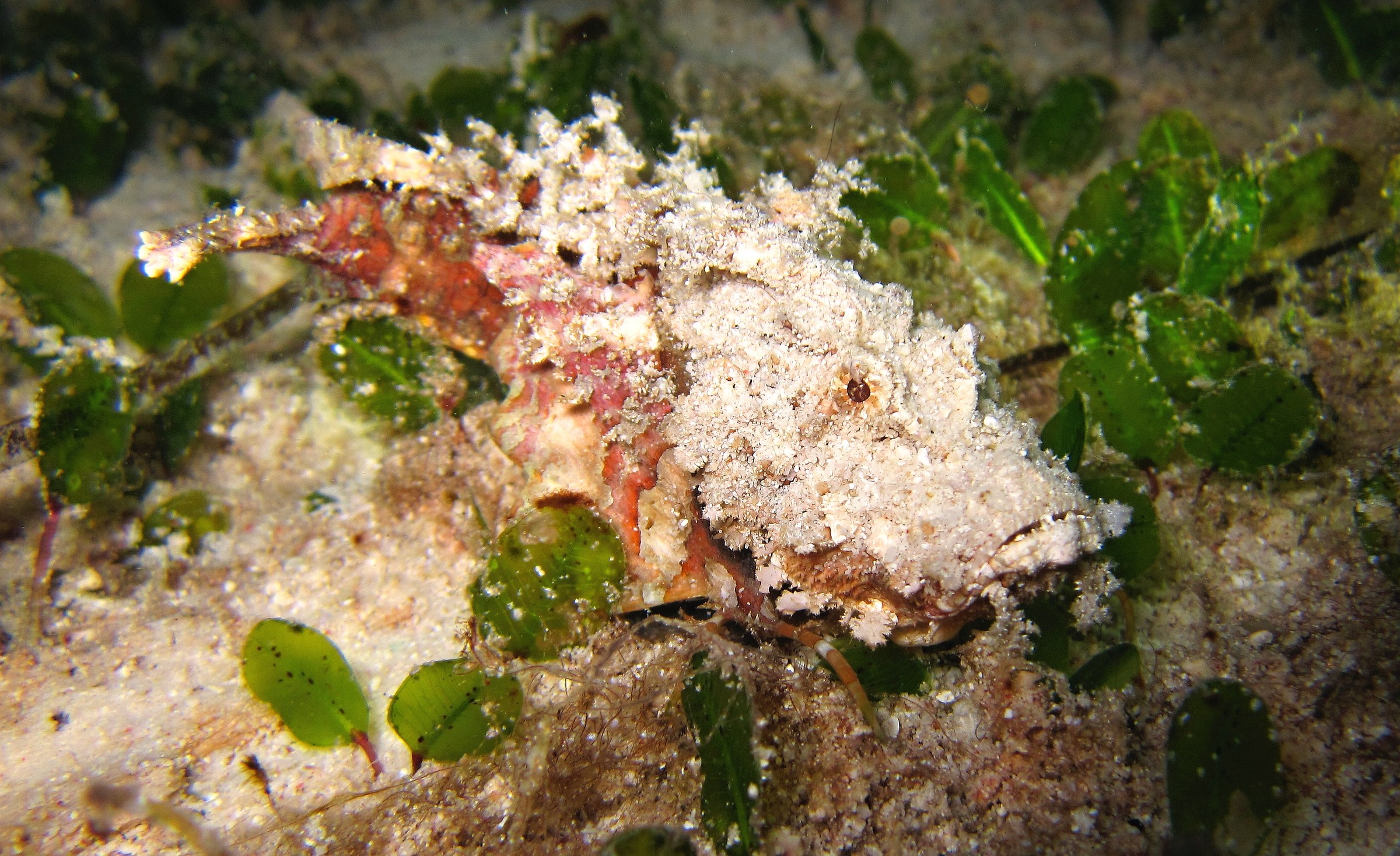 almost perfect mimicry