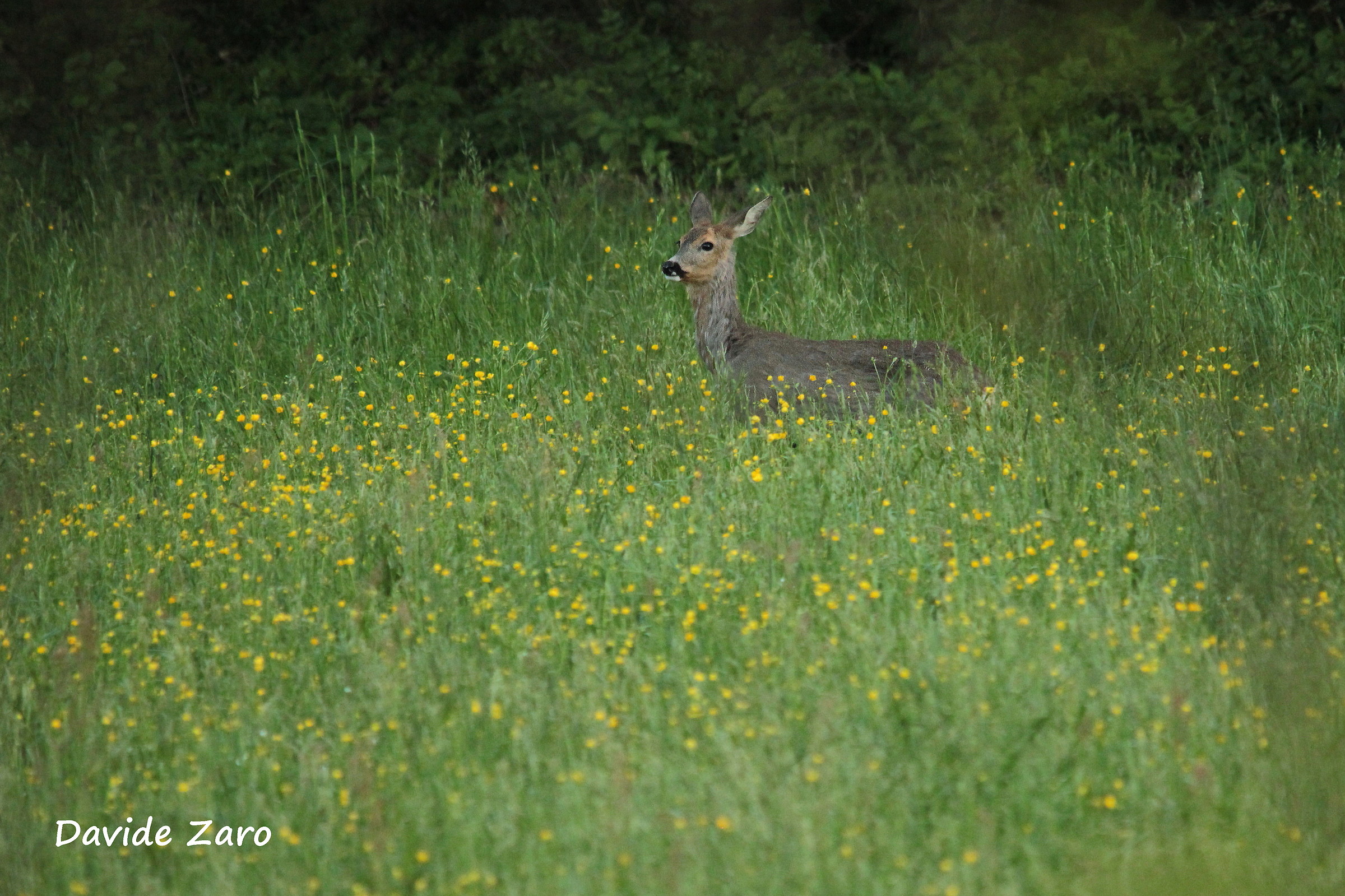 Female between the 'tall grass