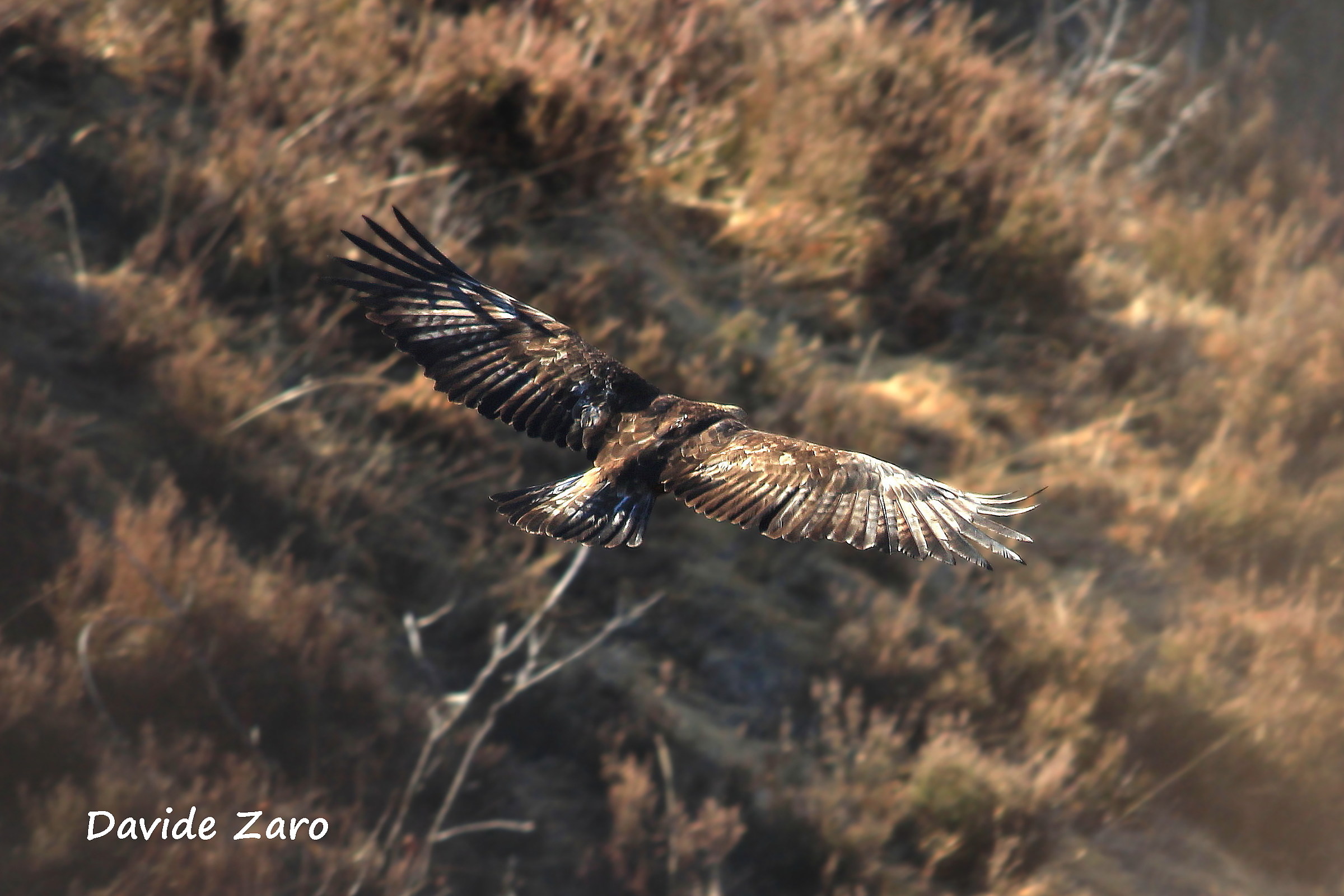 A grazing hunting ground