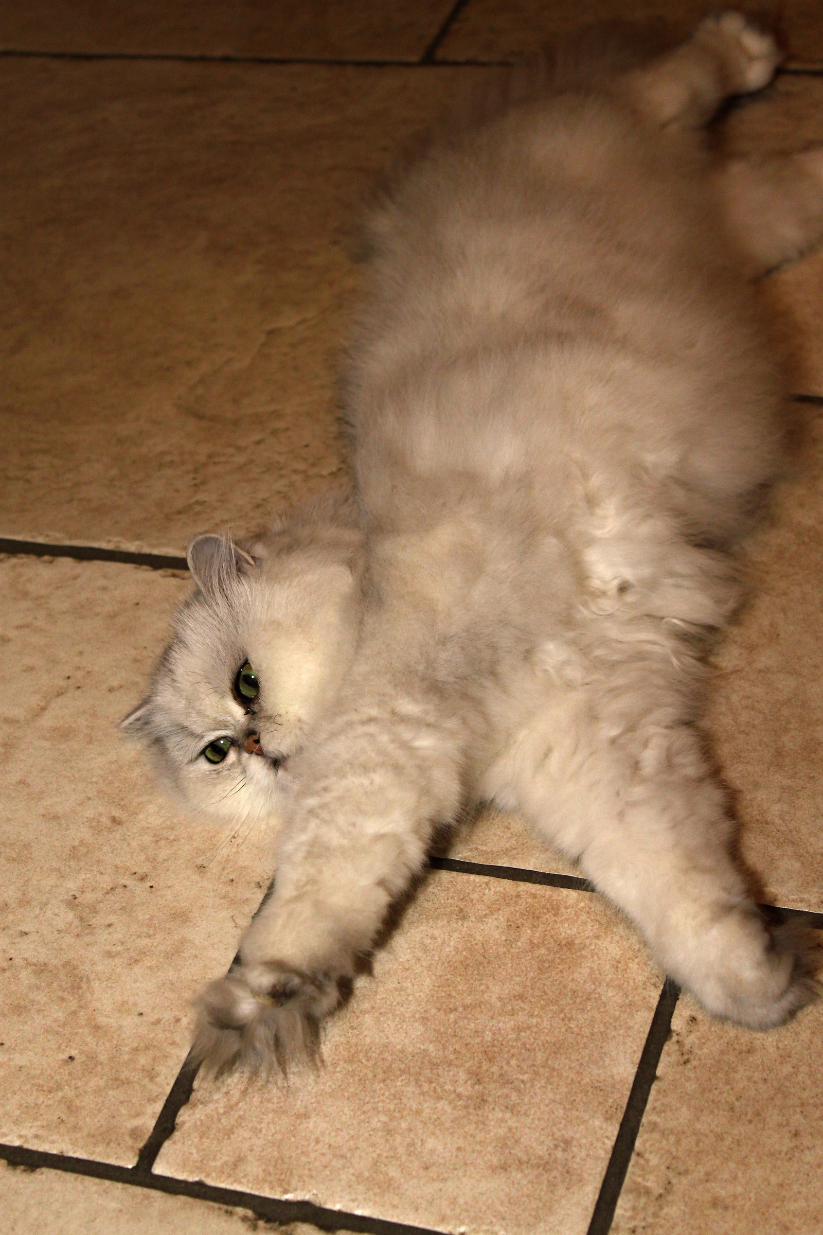 Persian silver shaded