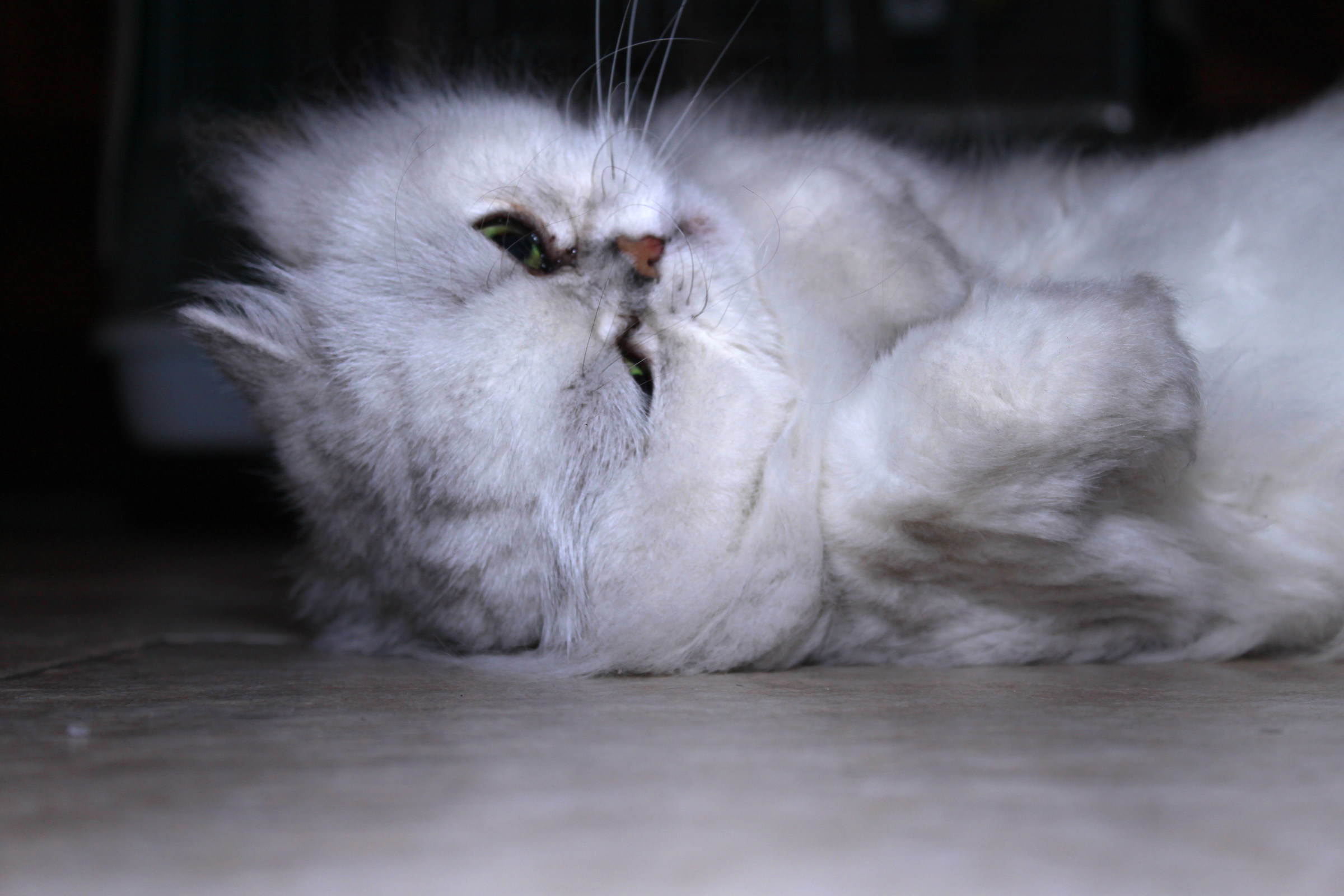 Margot, gatto persiano chinchilla