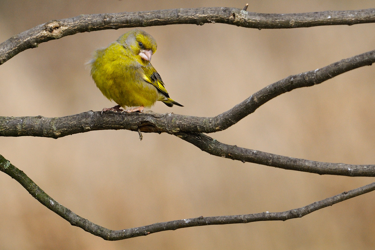 Verdone ingabbiato...