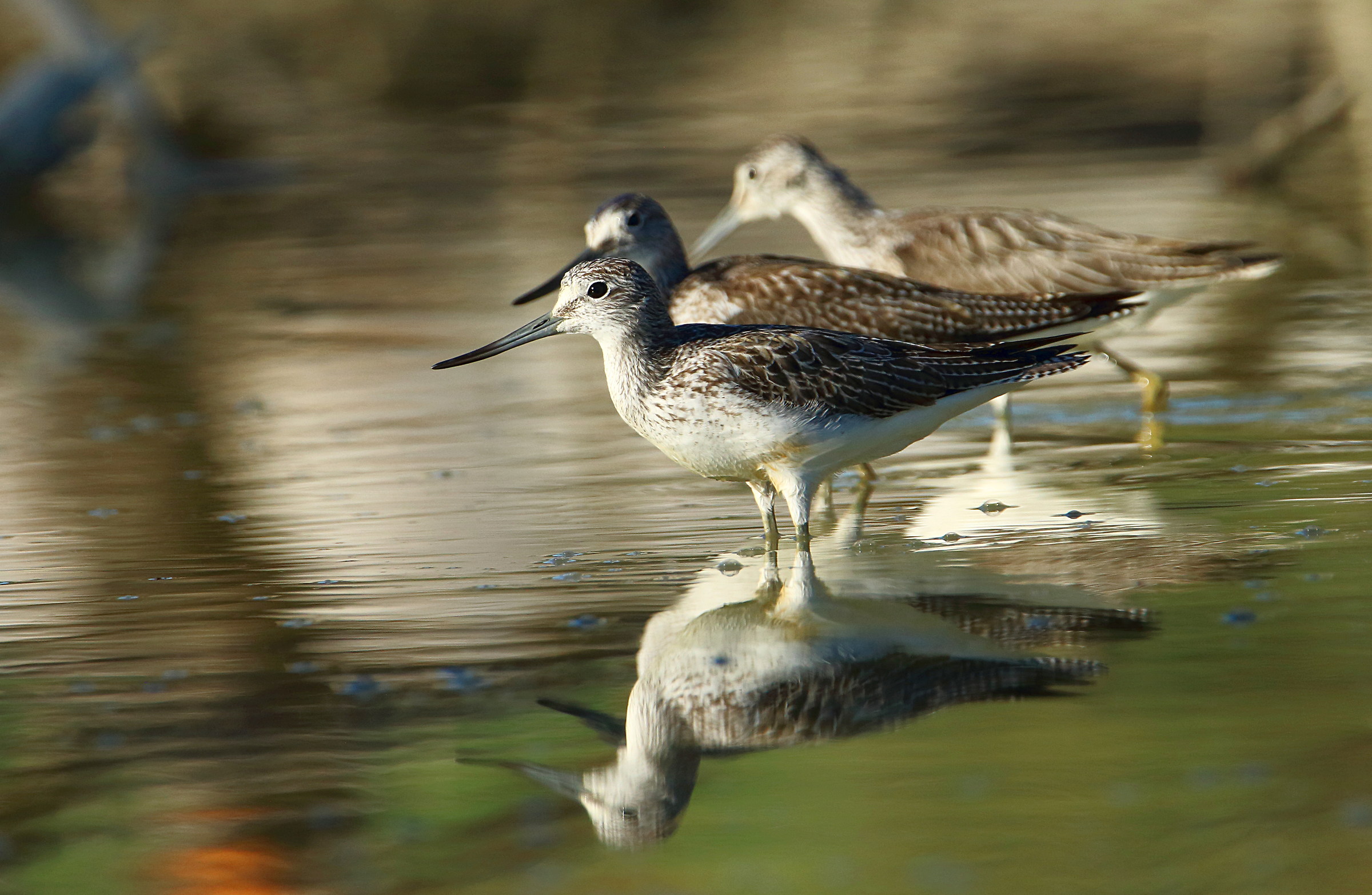 greenshanks