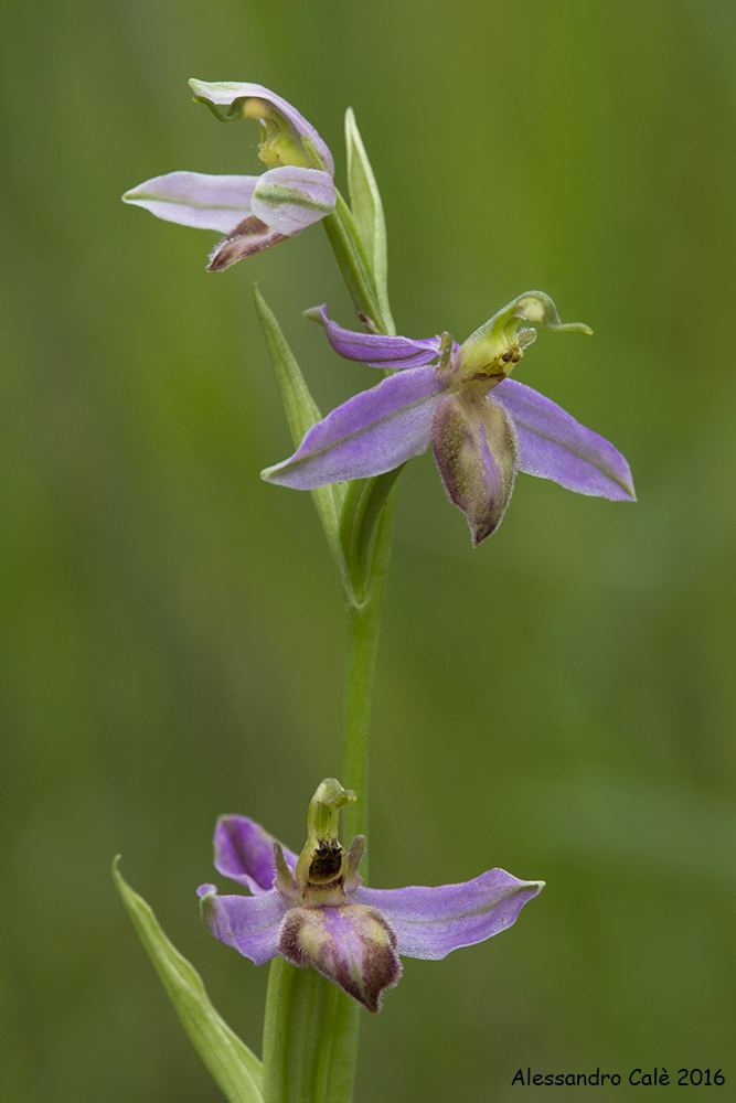 Ophrys apifera var. tilaventina 2184