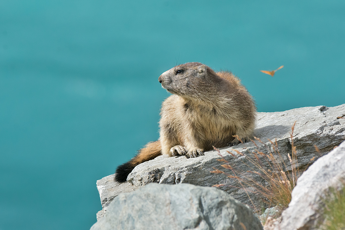 Marmot Lake Serrù