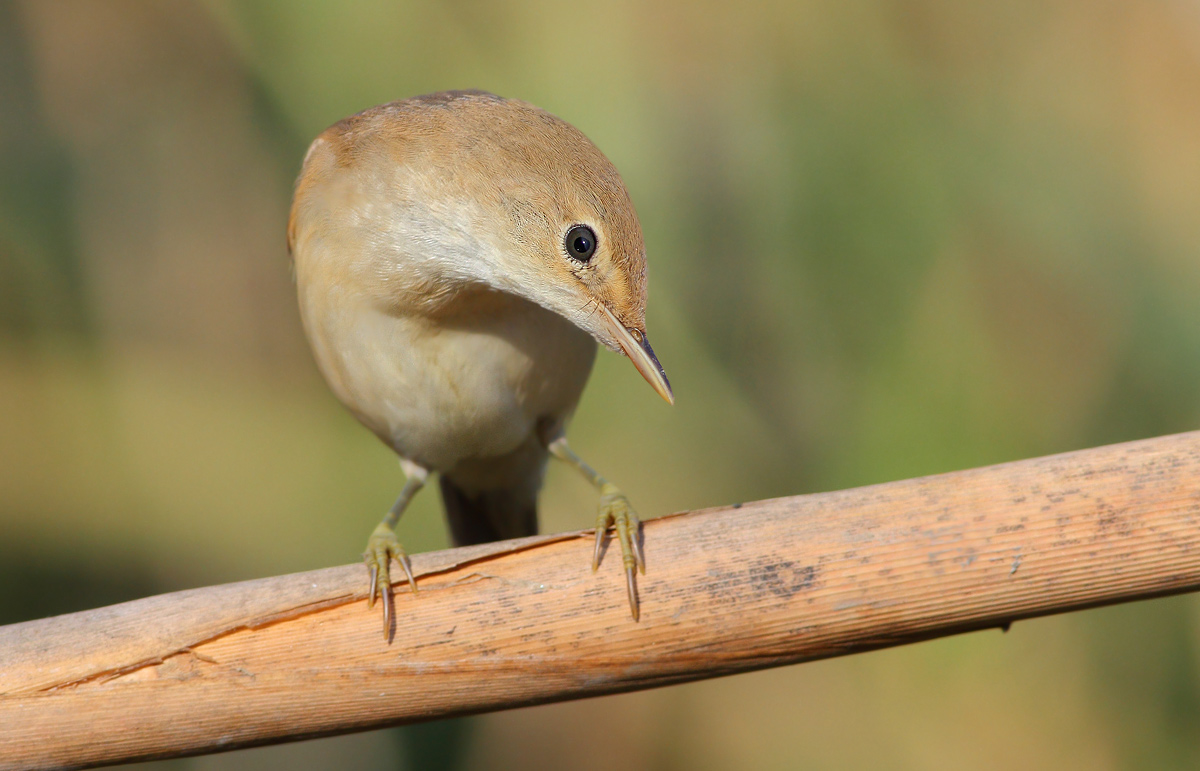 reed warbler