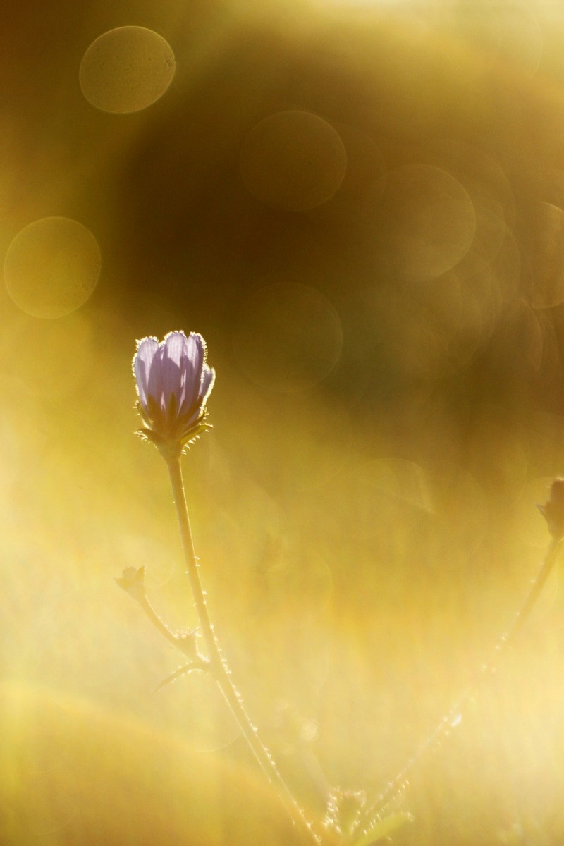 alba soffusa di un fiore