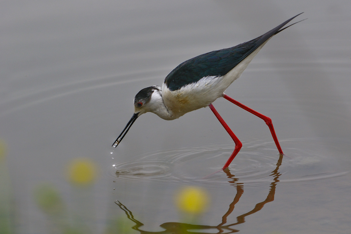 Cavaliere d'Italia...