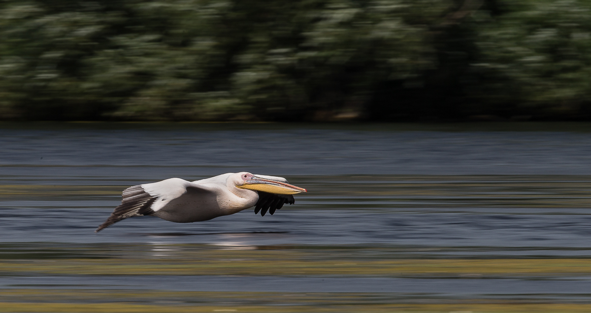 Panning