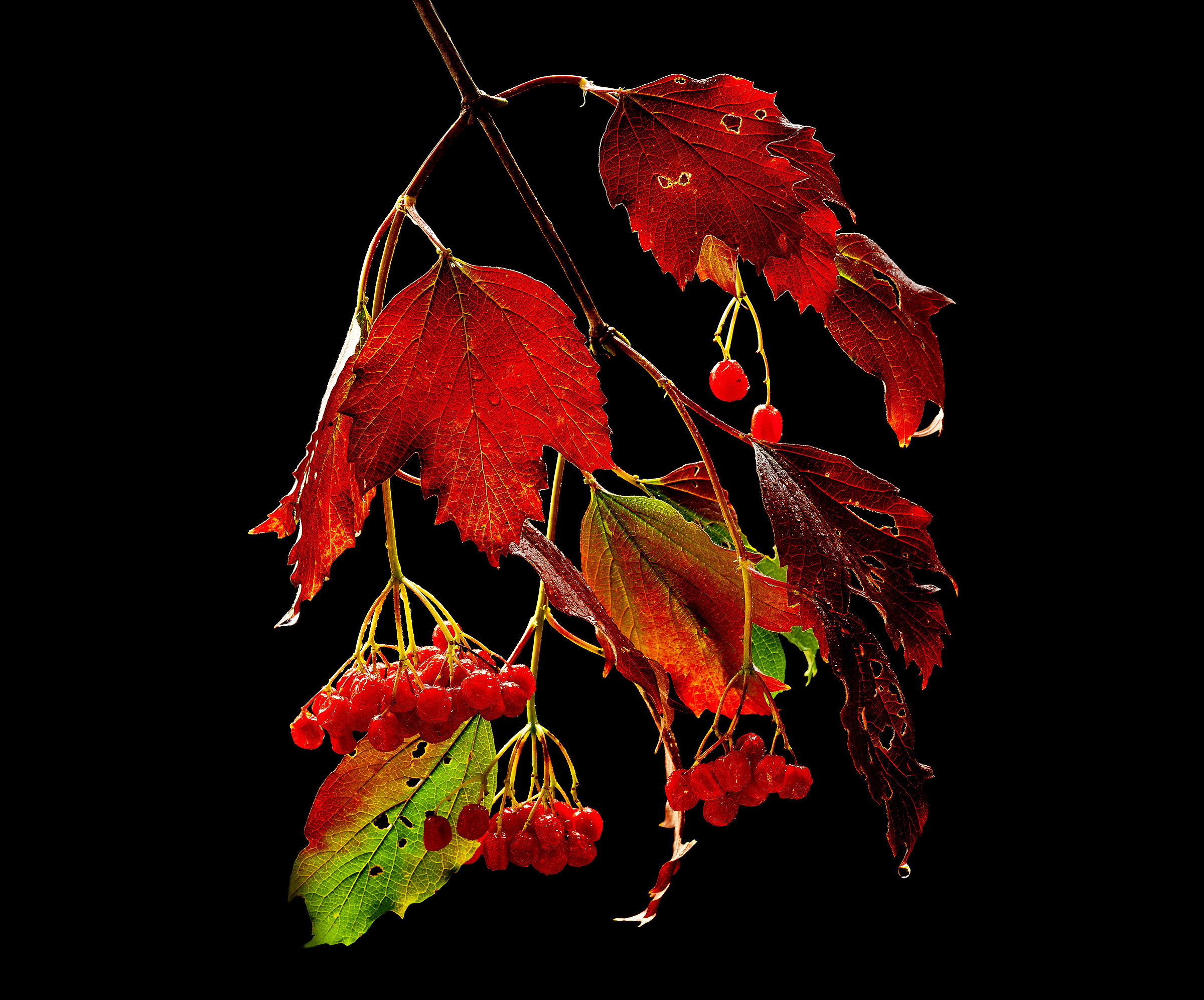 viburno opolus controluce