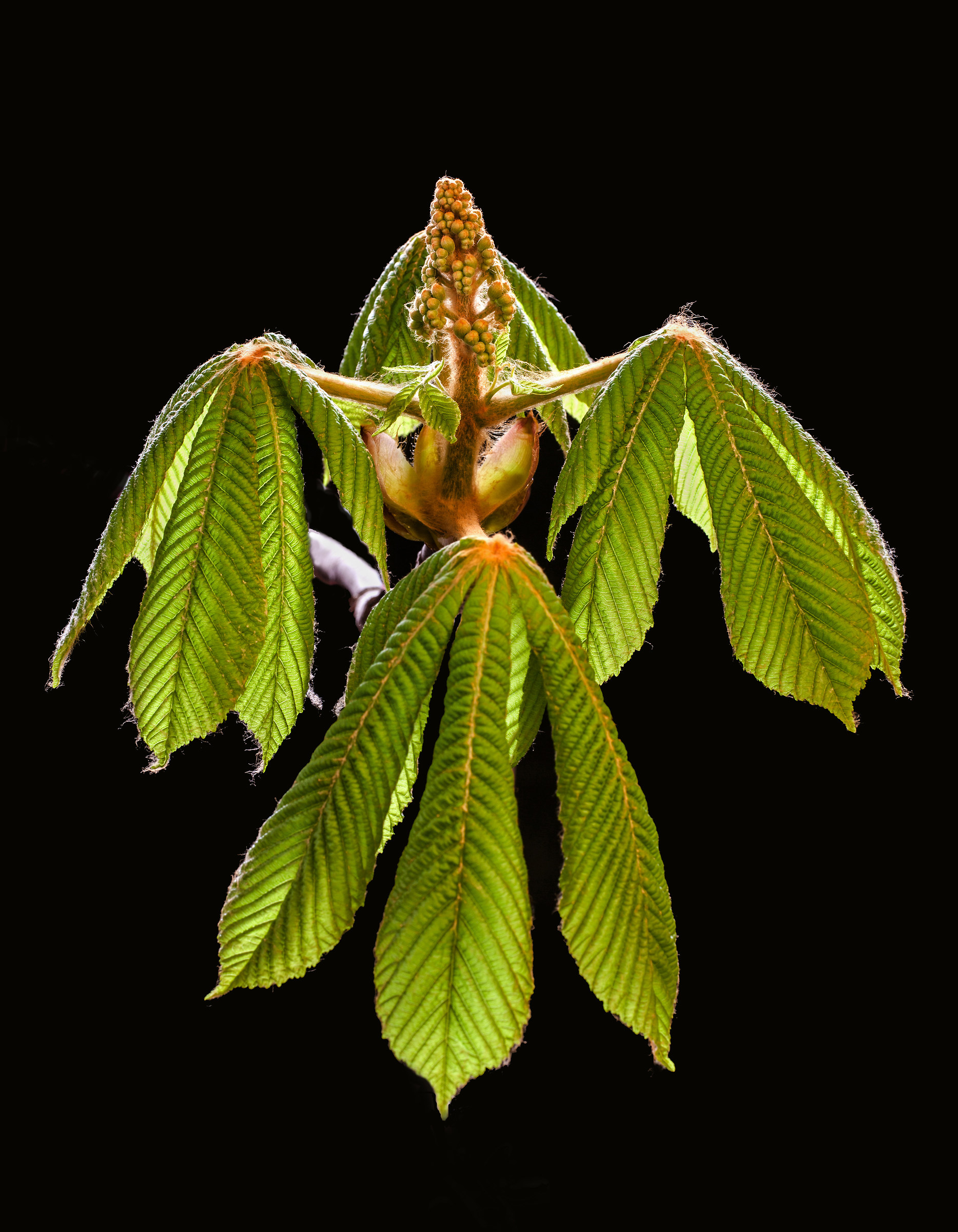 ippocastano in primavera