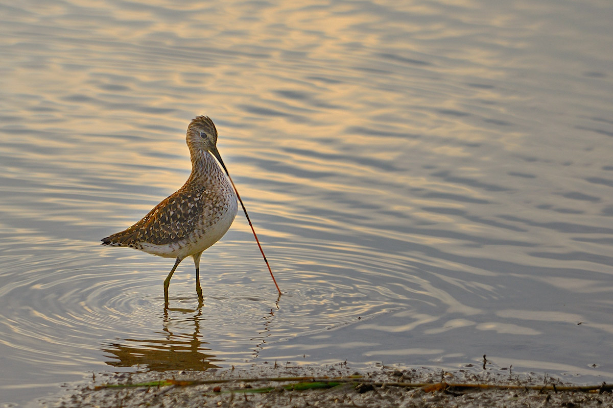 Piro Piro e lombrico...