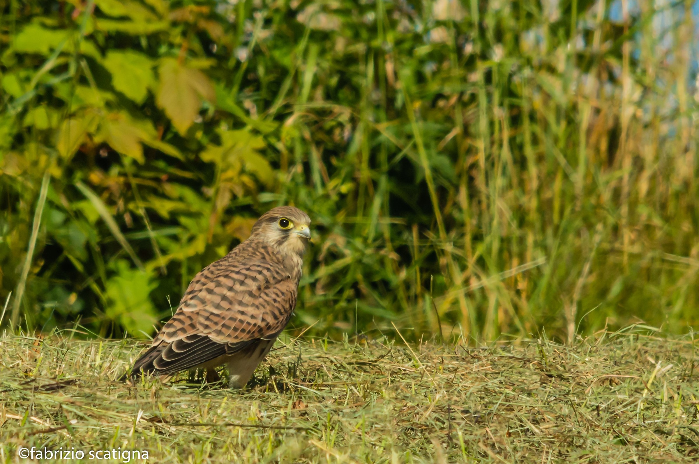 kestrel
