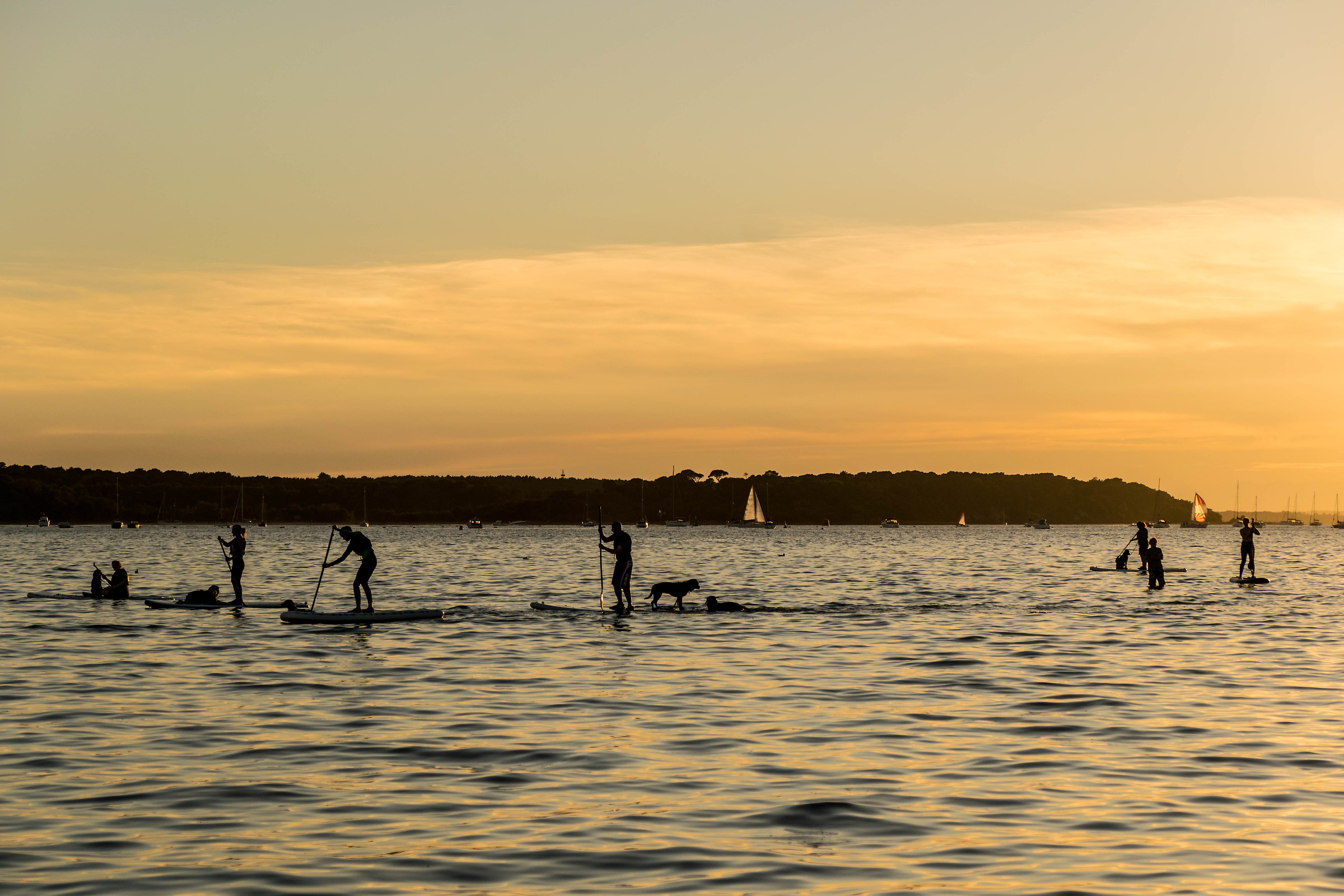 Boarding Paddle per i cani!
