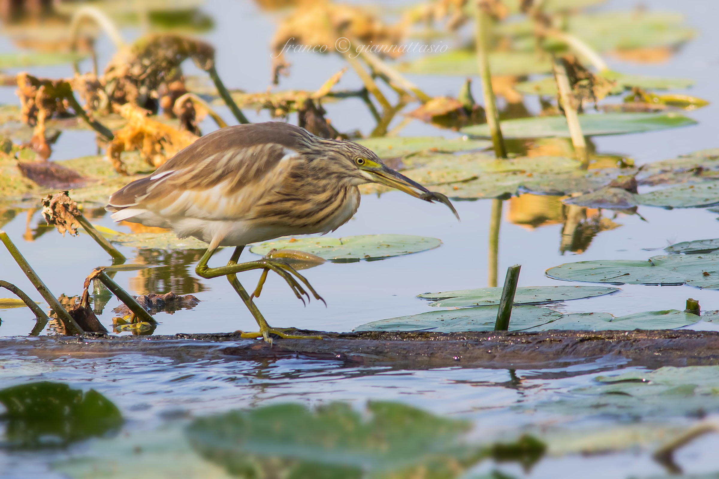 Sgarza ciuffetta with prey.