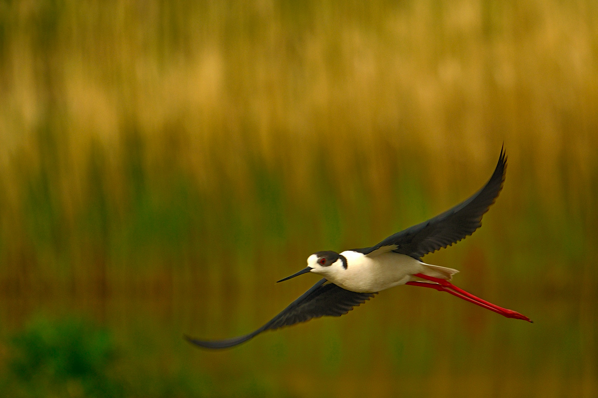 Cavaliere in volo...
