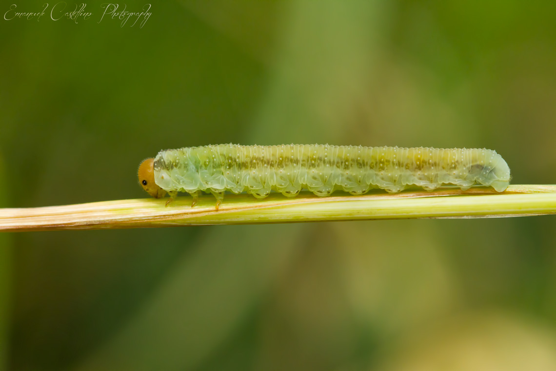 larva di imenottero