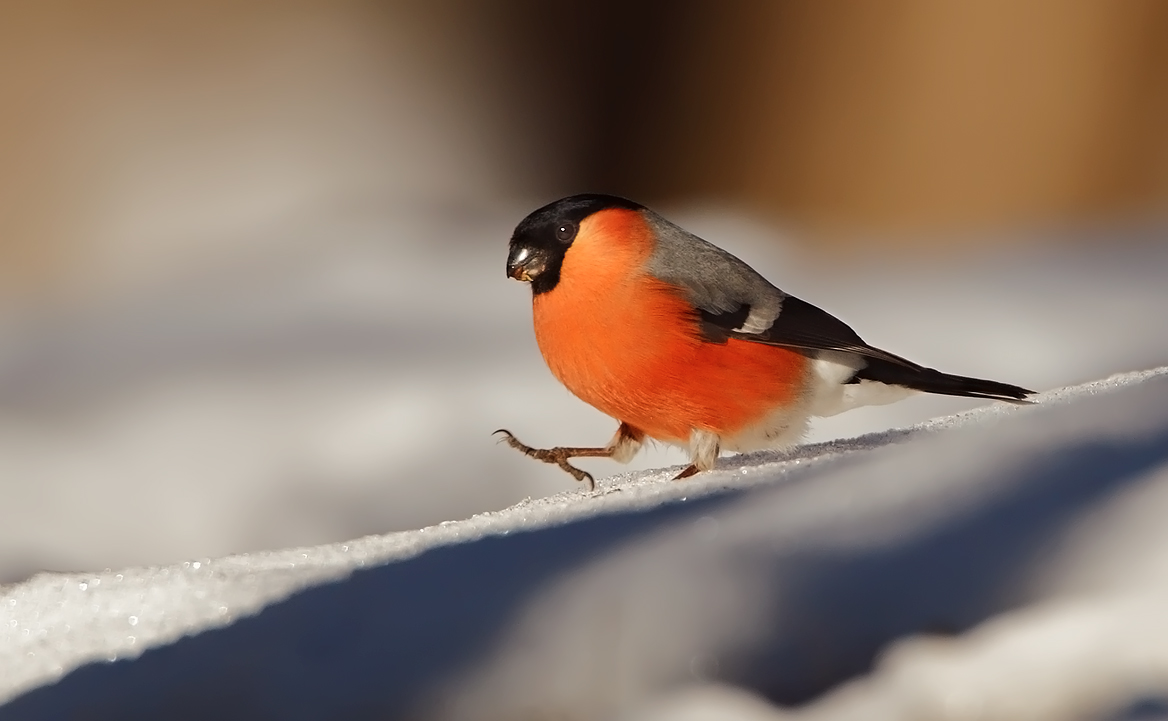 Ciuffollotto maschio