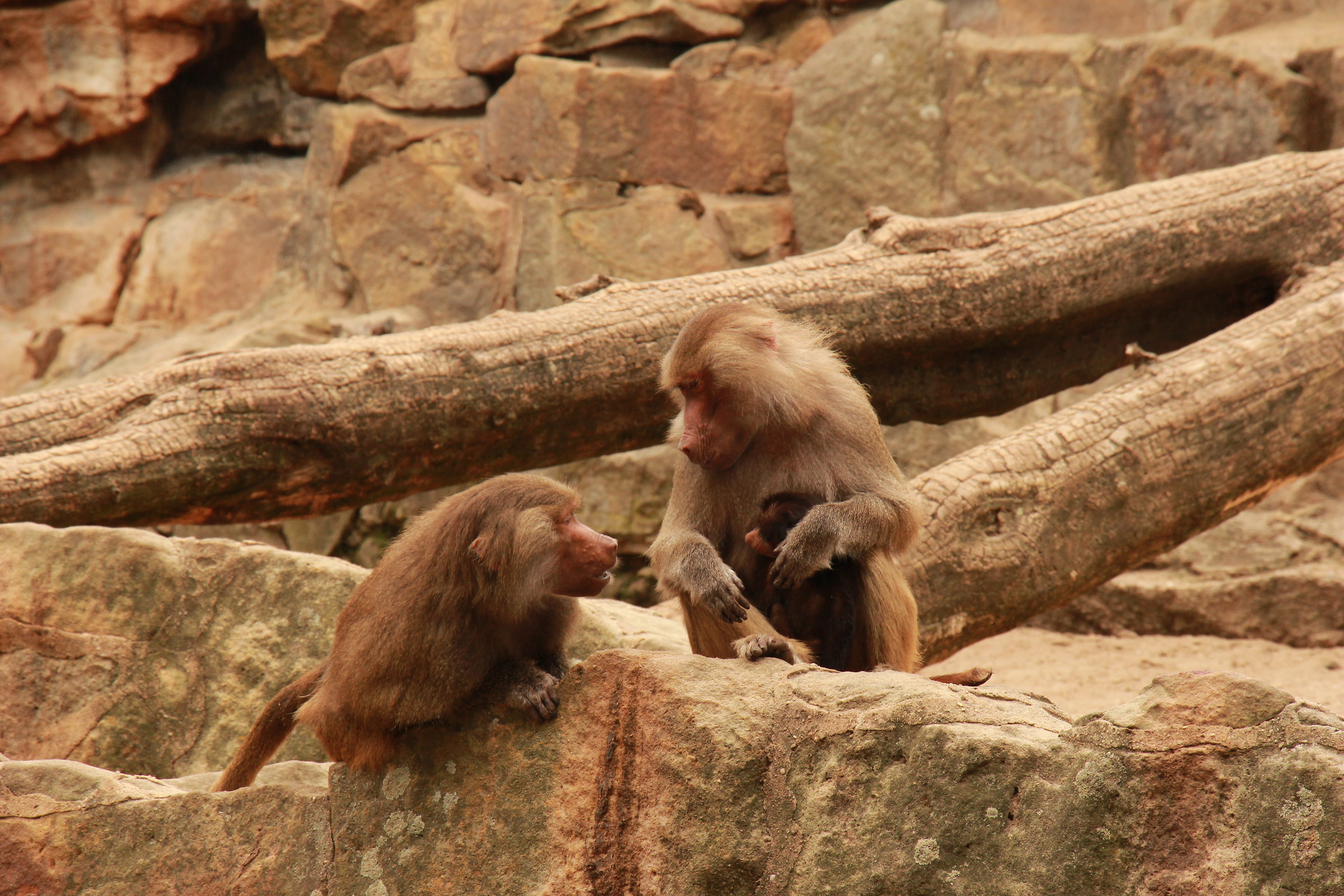 Family, Berlin Zoo