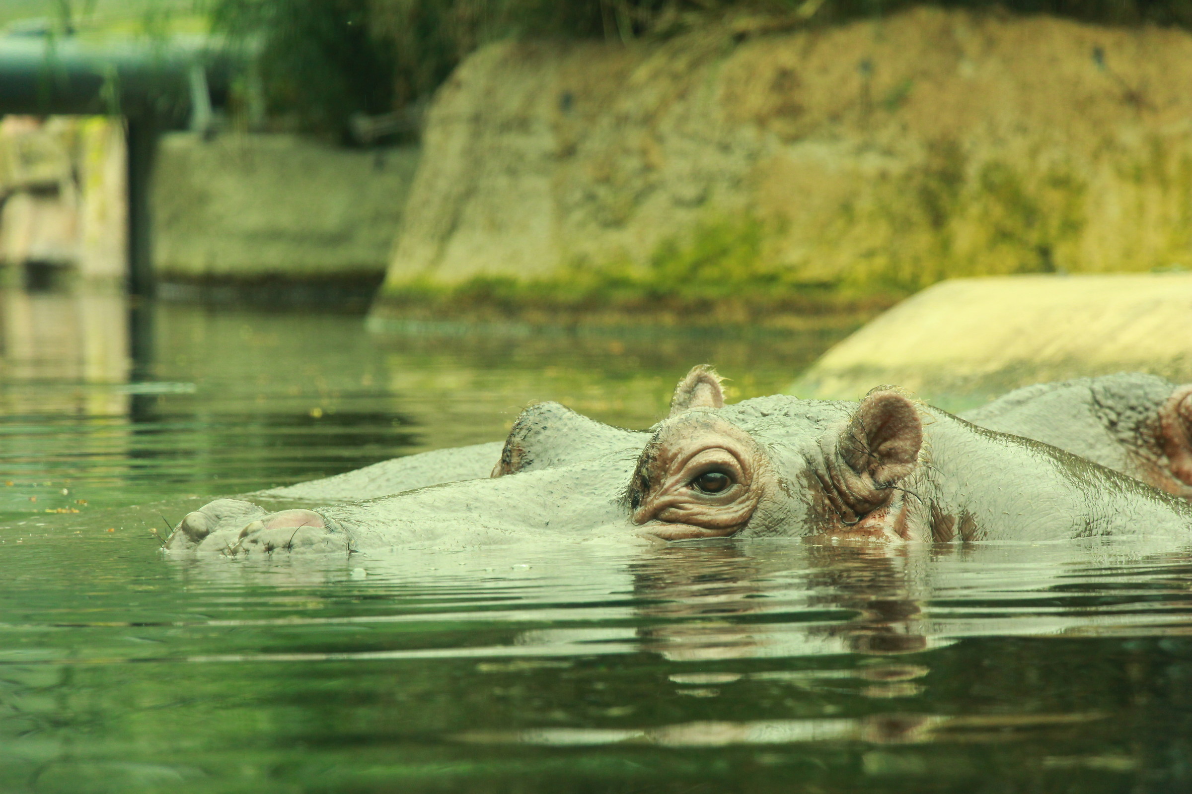 Hippo, Berlin Zoo