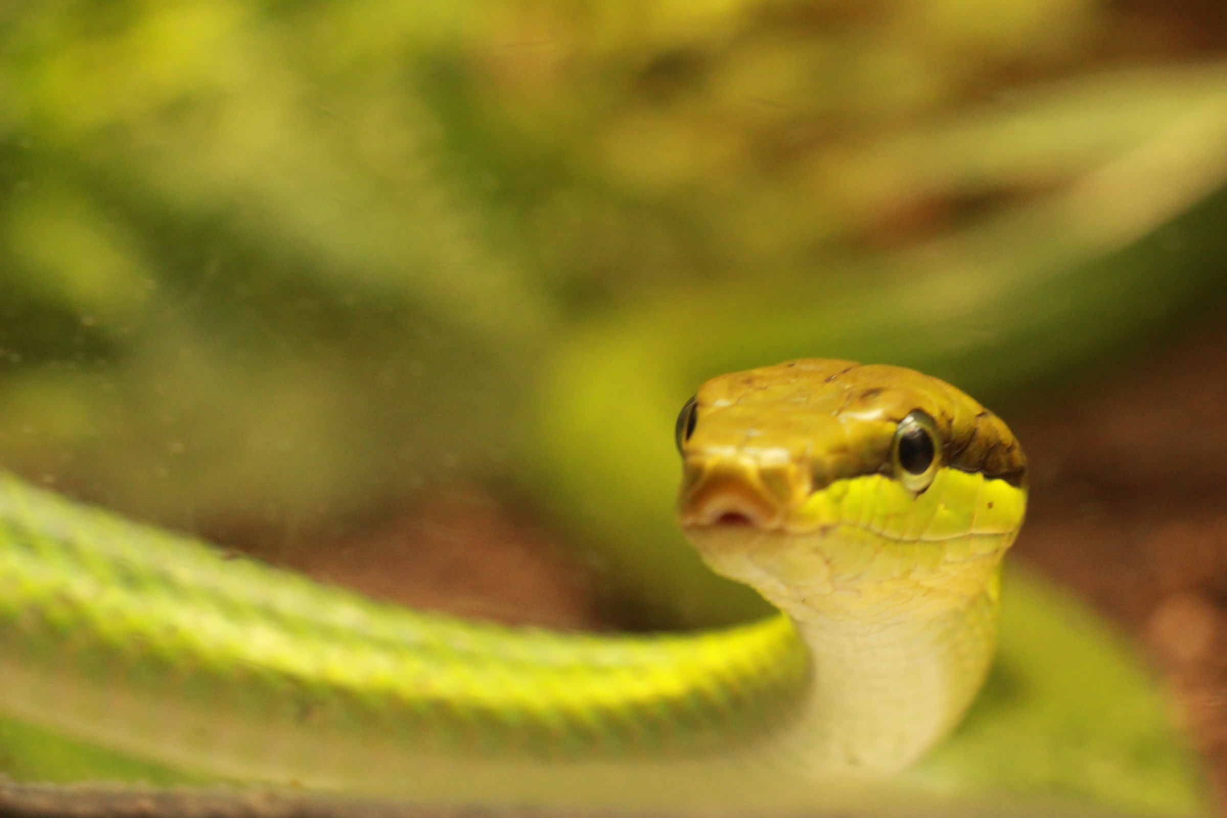 Snake, Berlin Zoo